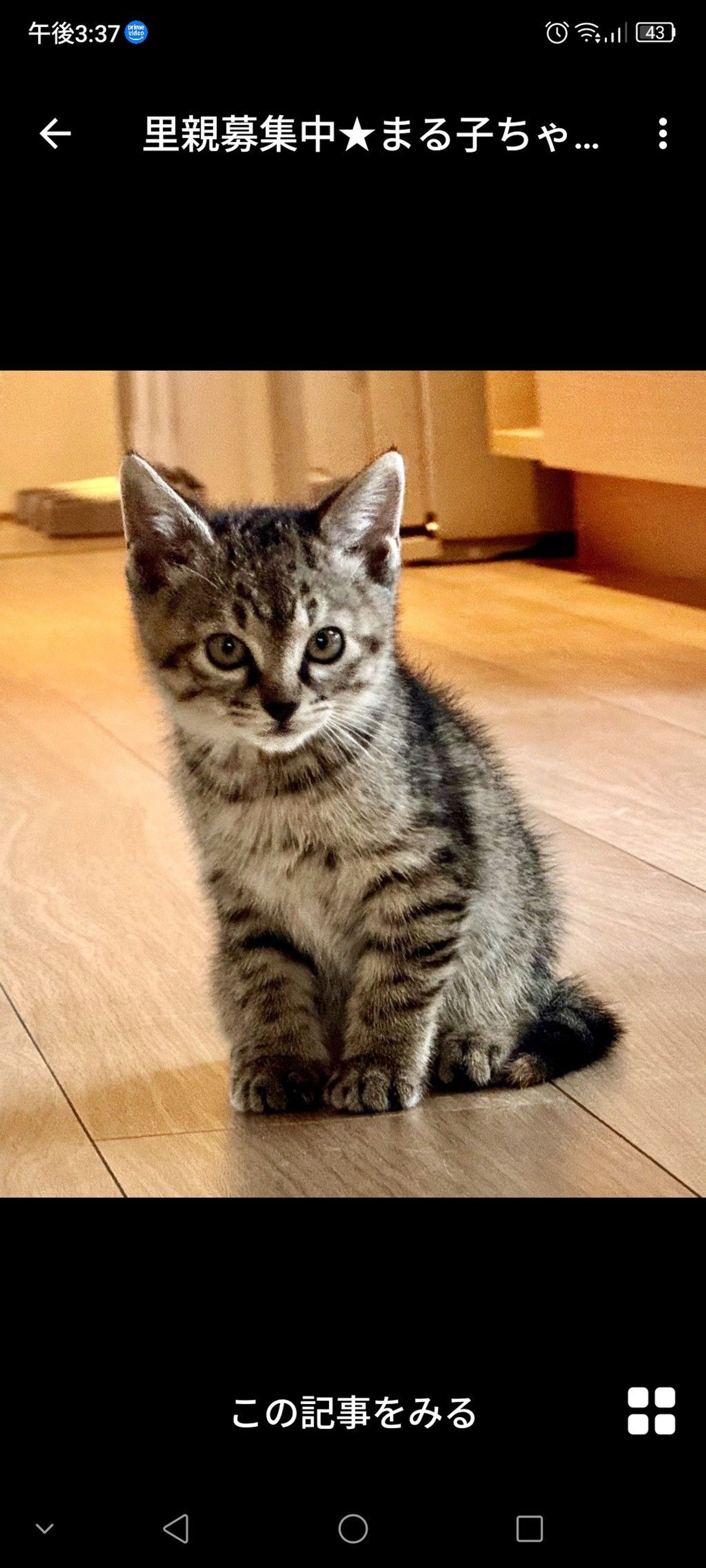 雑種（ミックス猫）・メスの里親募集の写真