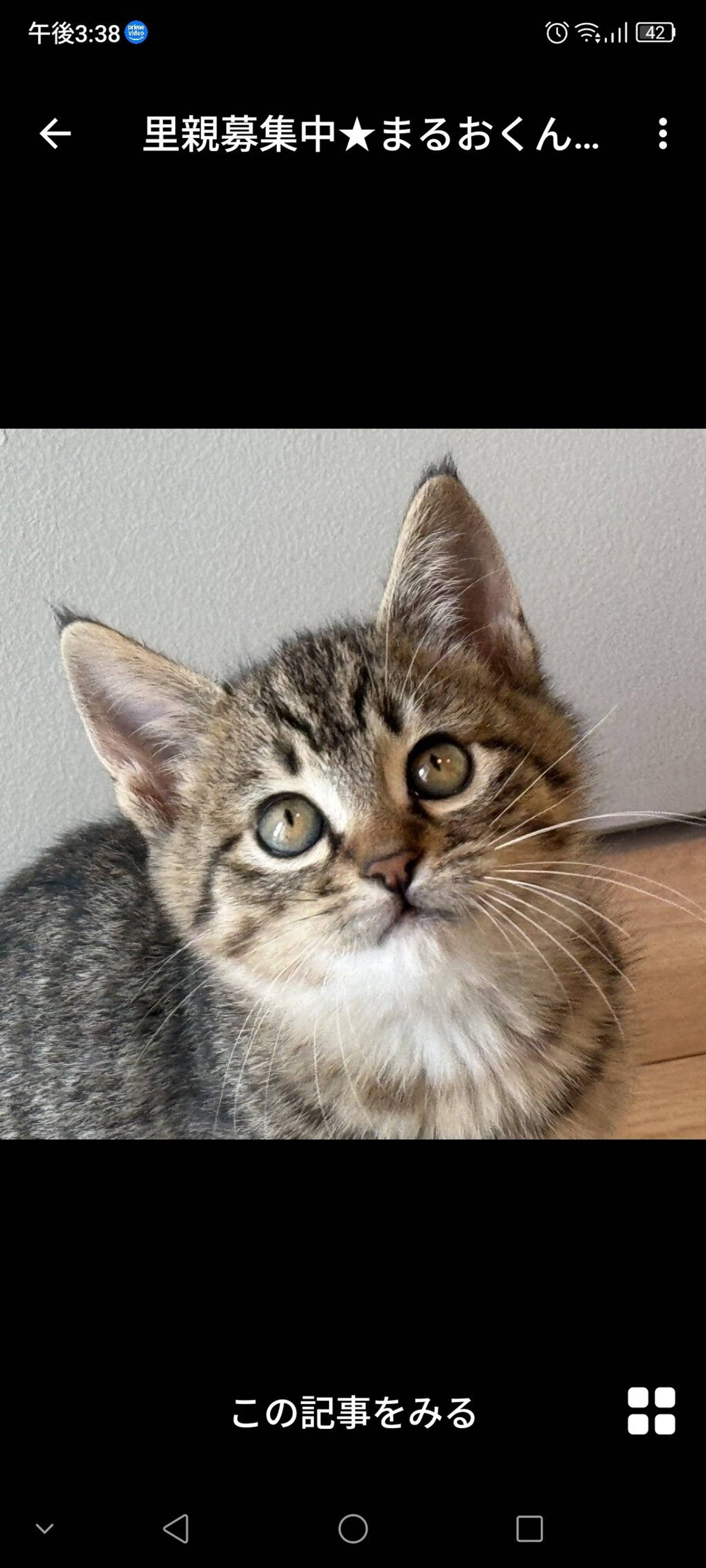 雑種（ミックス猫）・オスの里親募集の写真