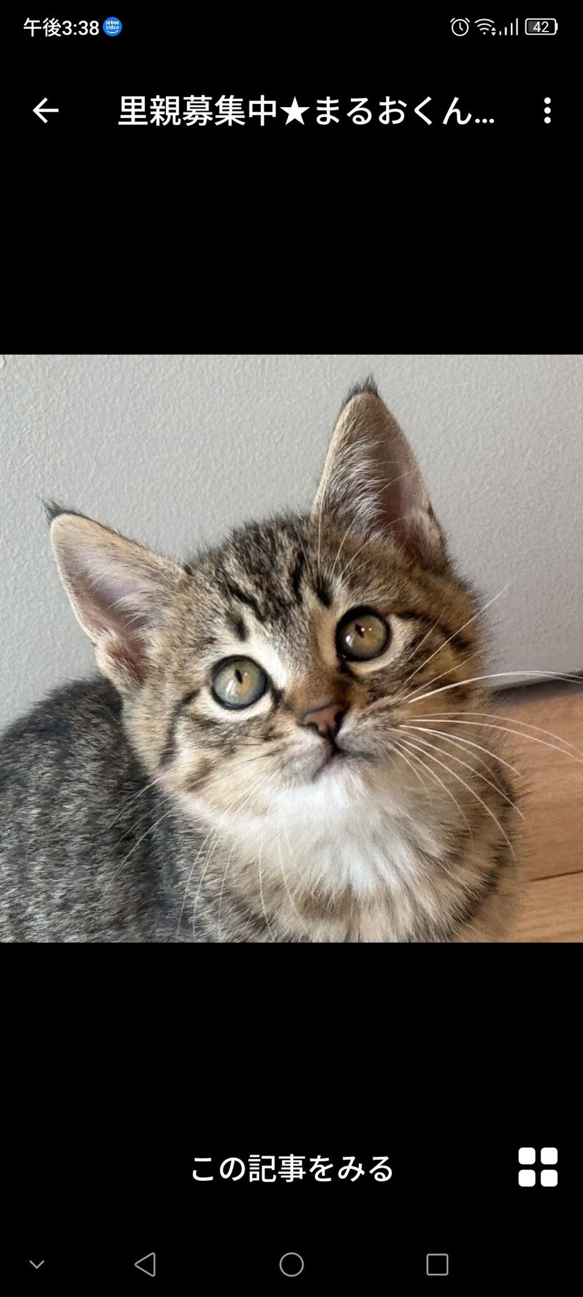 雑種（ミックス猫）・オスの里親募集の写真