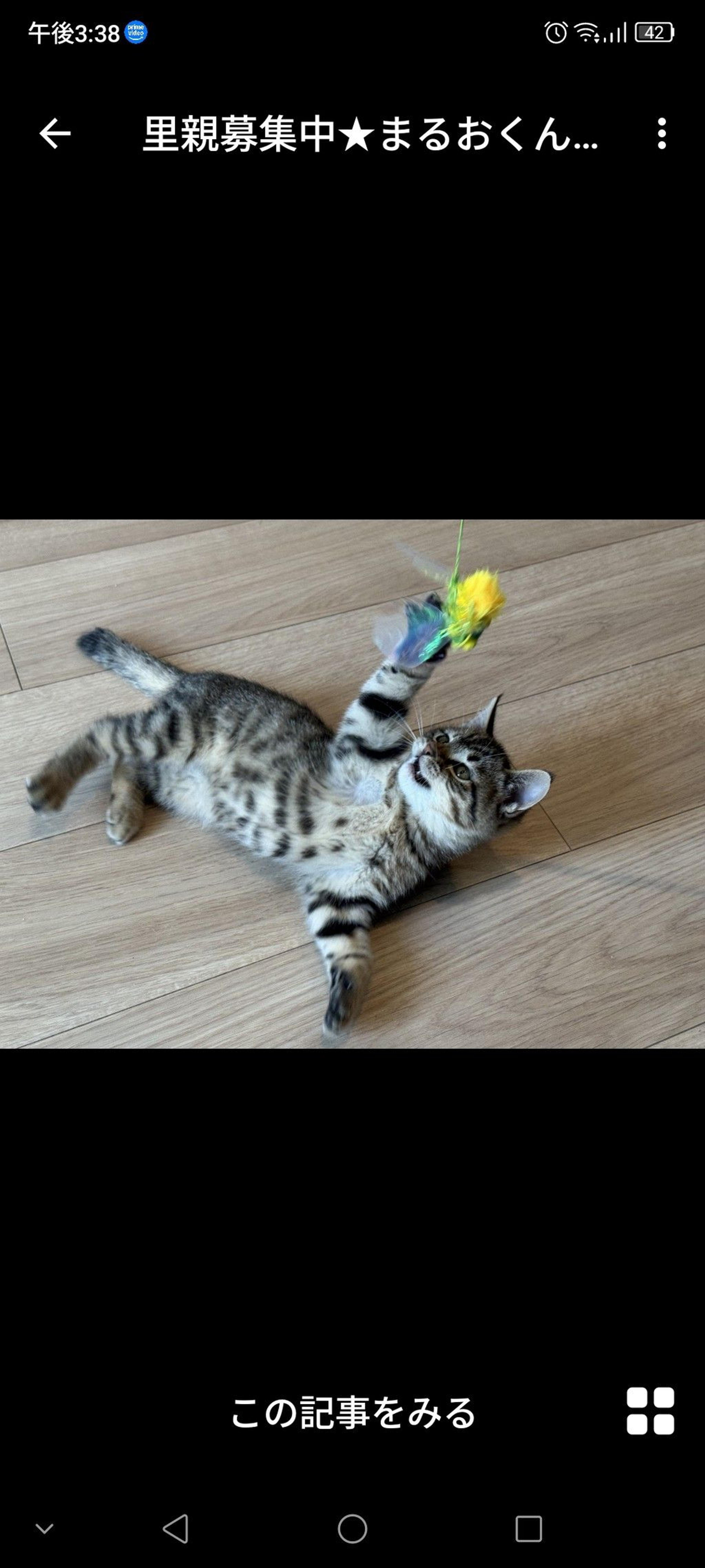 pet-image-2