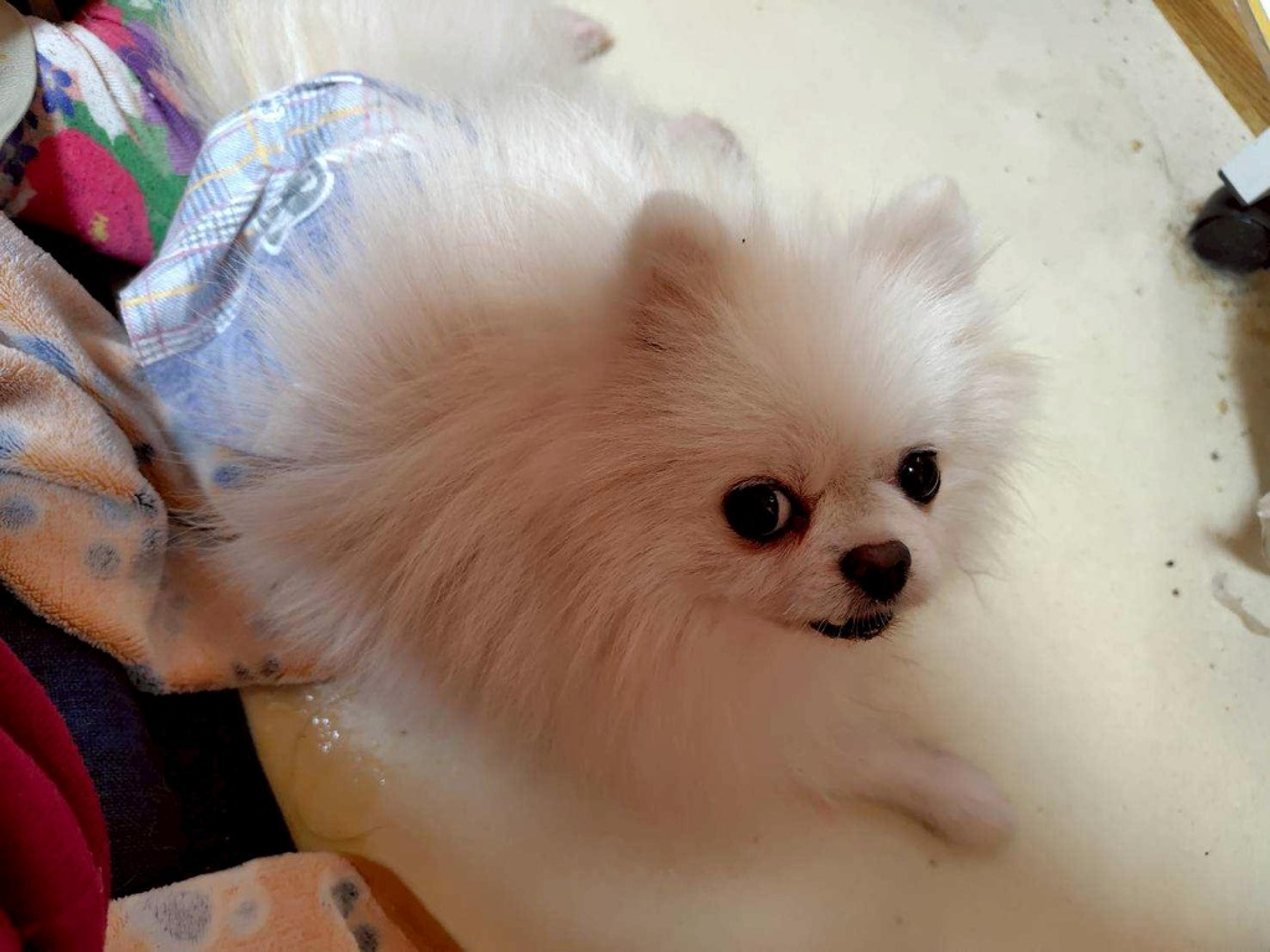 pet-image-2