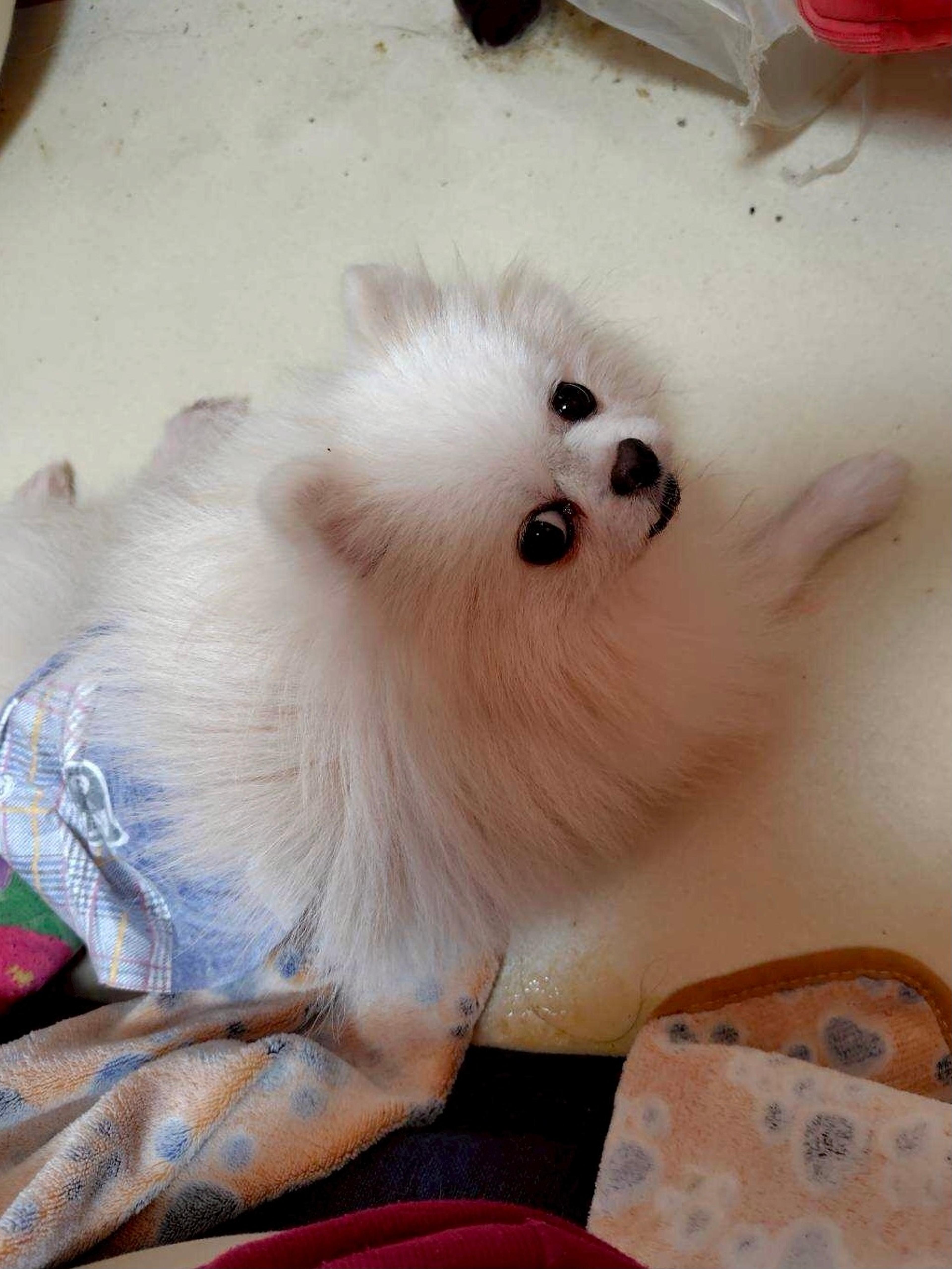 pet-image-3