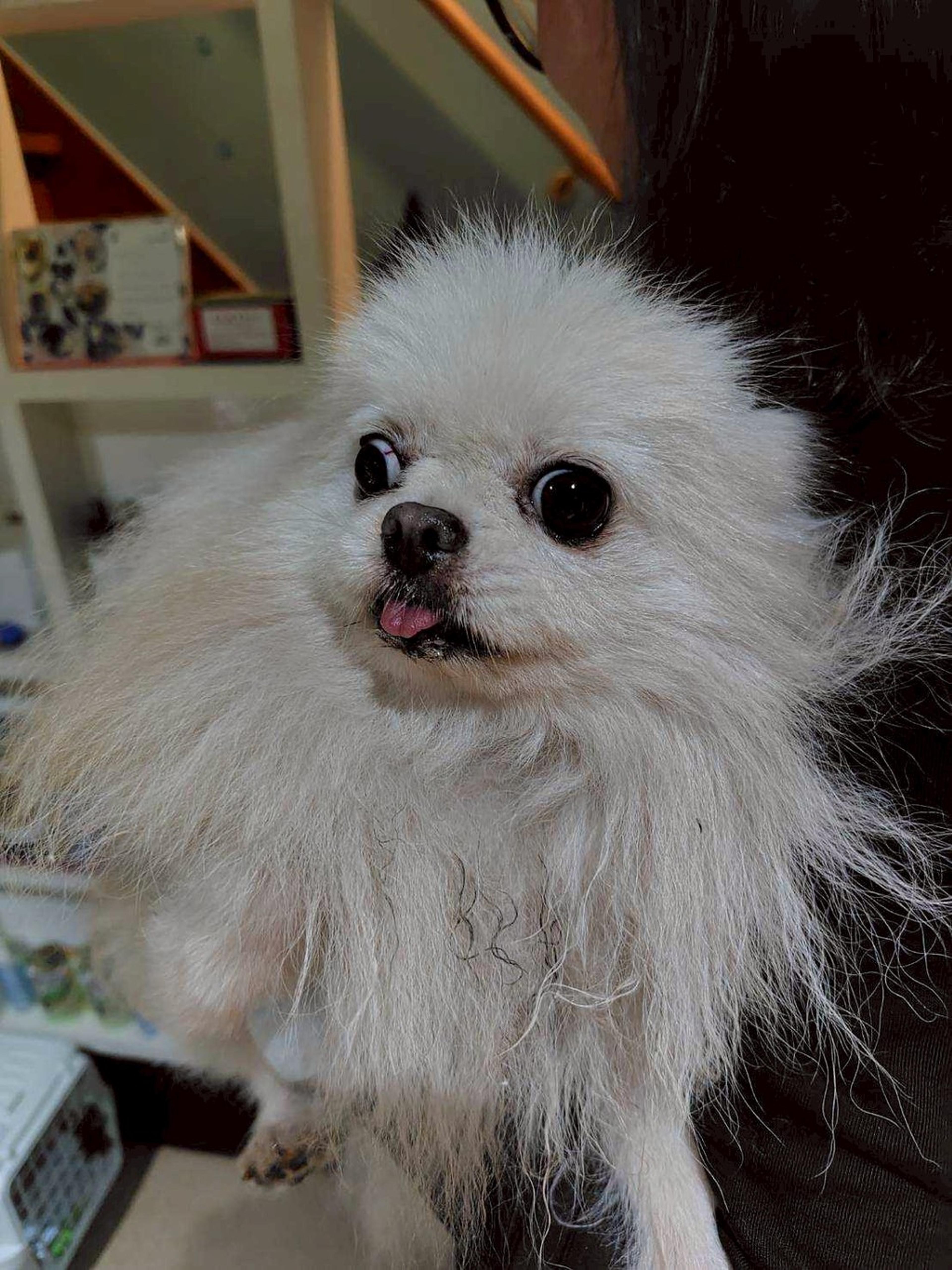 pet-image-4