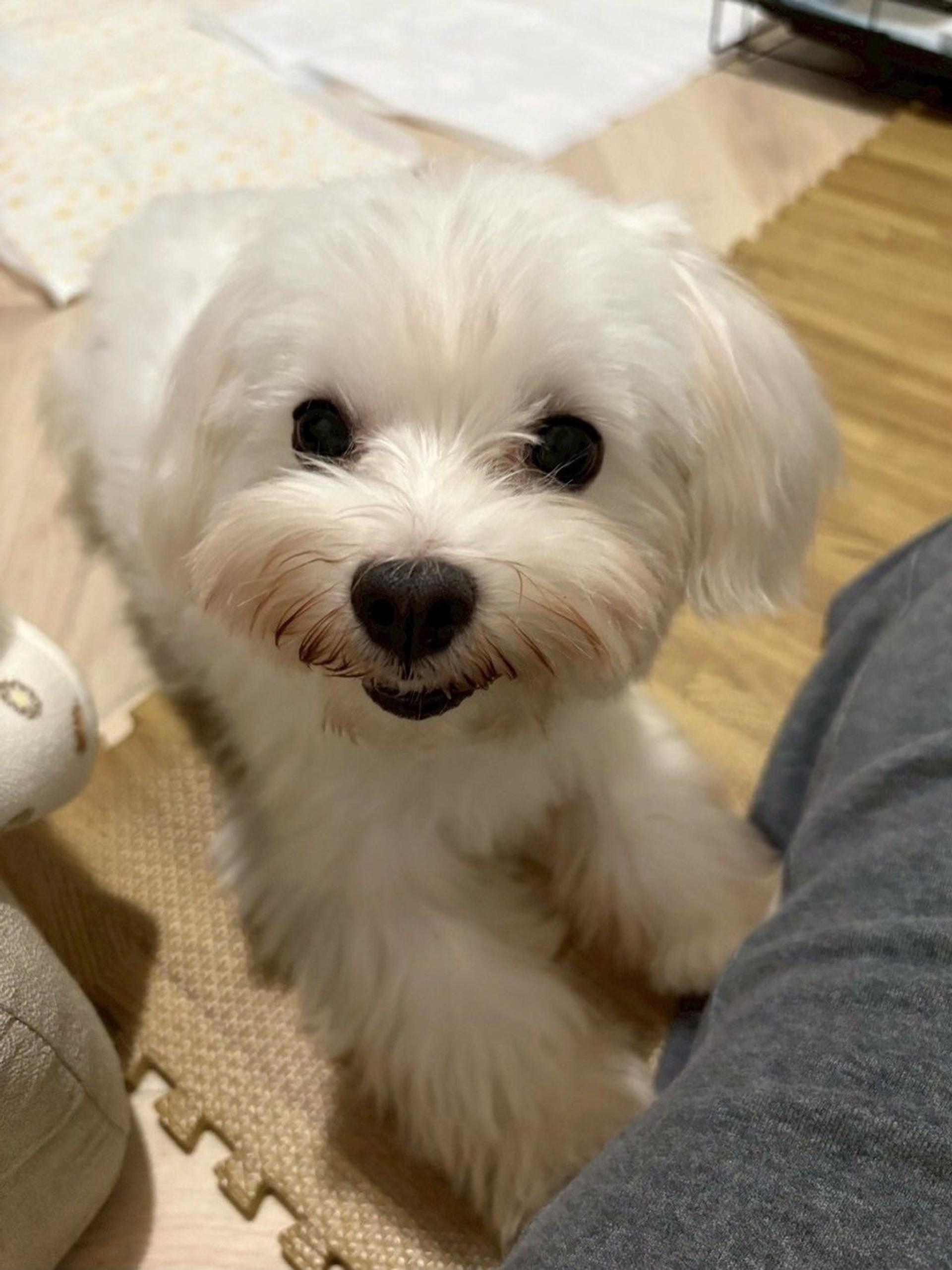pet-image-2