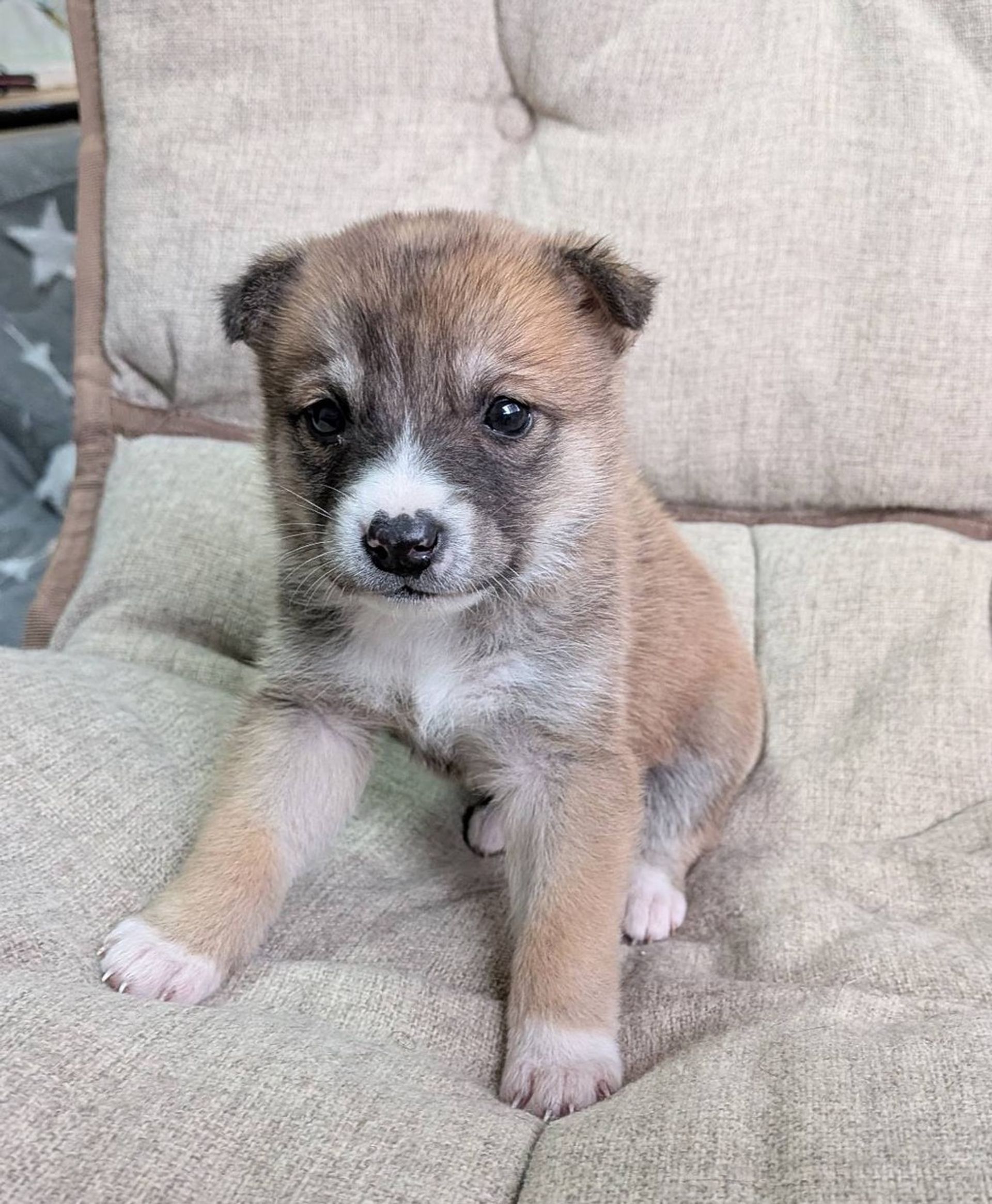 雑種（ミックス犬）・メスの里親募集の写真