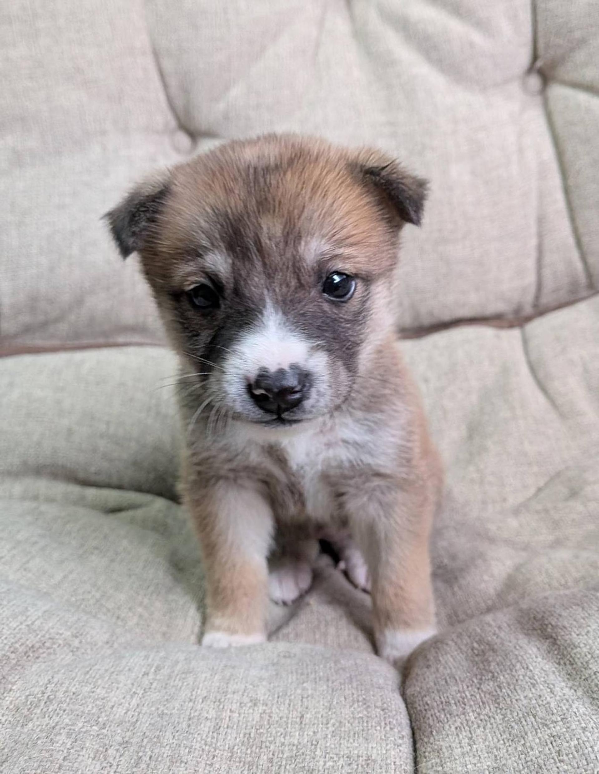 pet-image-4