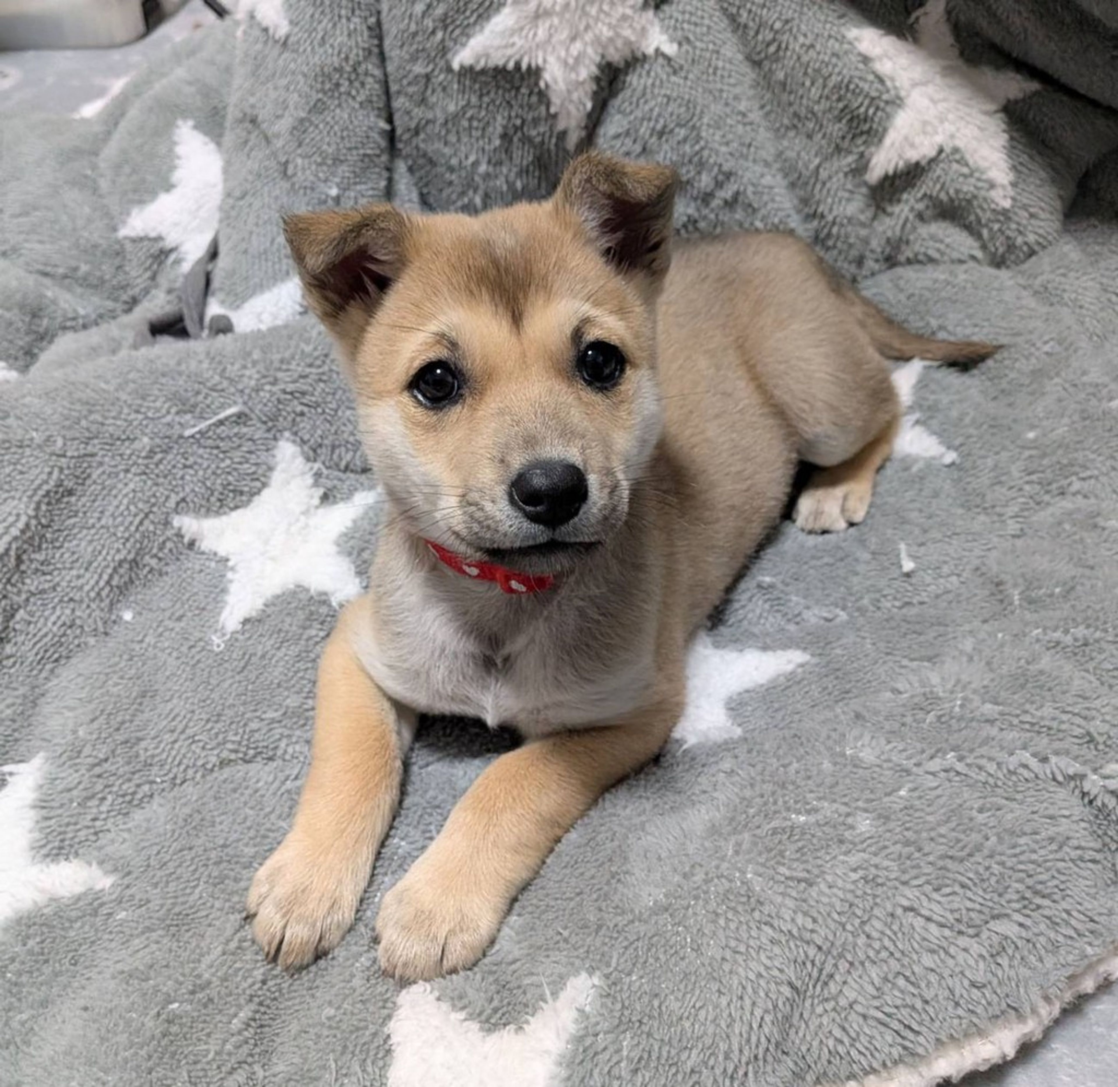 雑種（ミックス犬）・メスの里親募集の写真