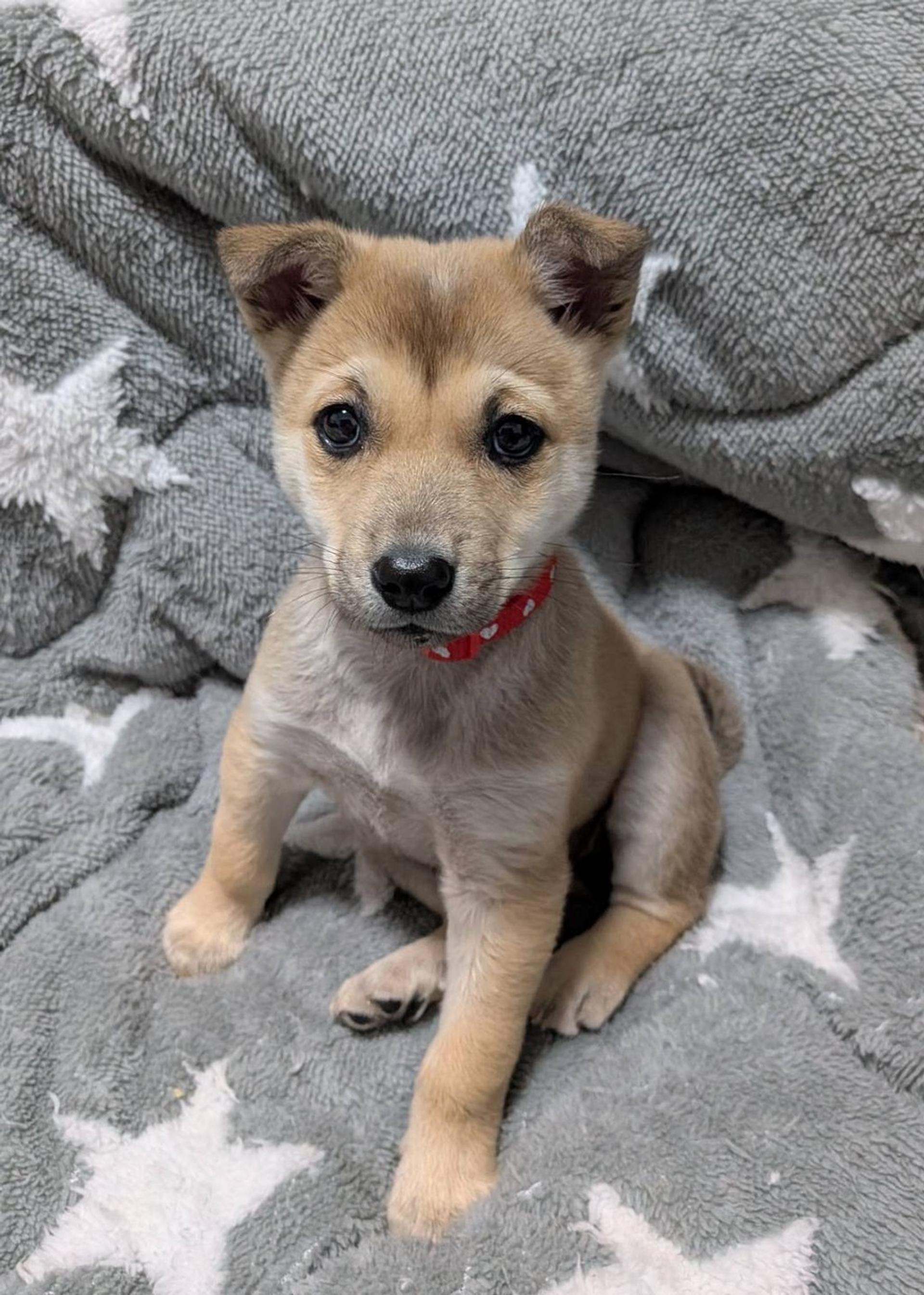 pet-image-3