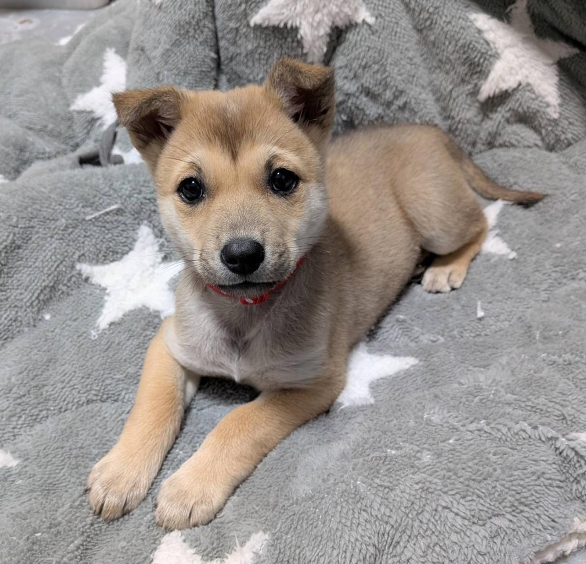 pet-image-4