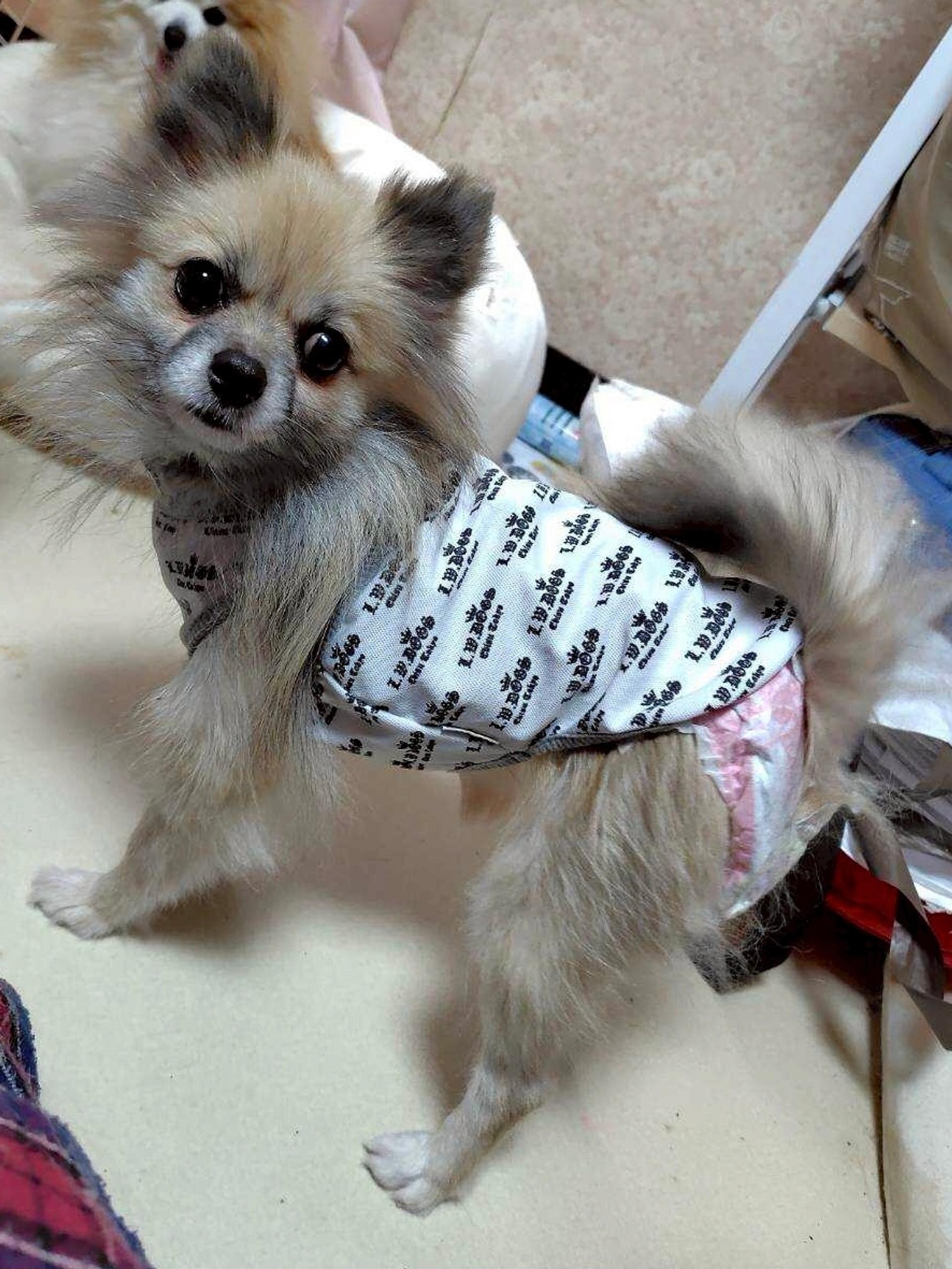 pet-image-3