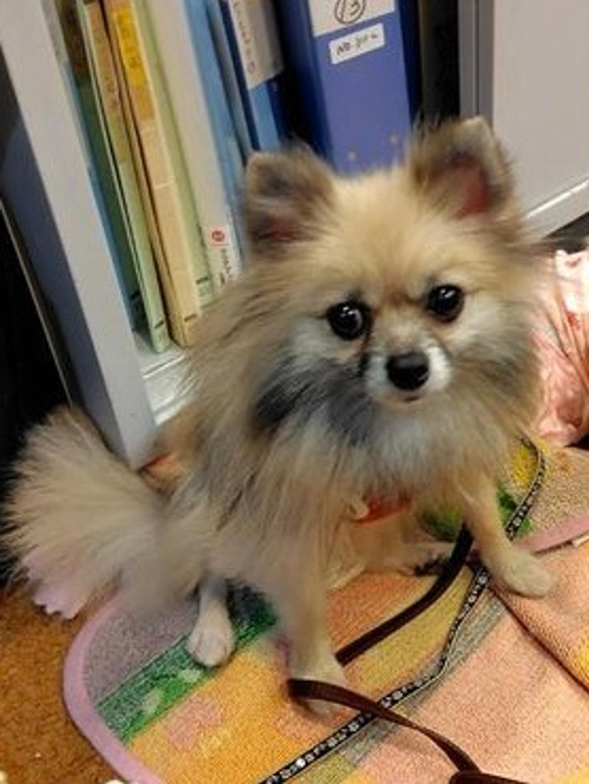 pet-image-4