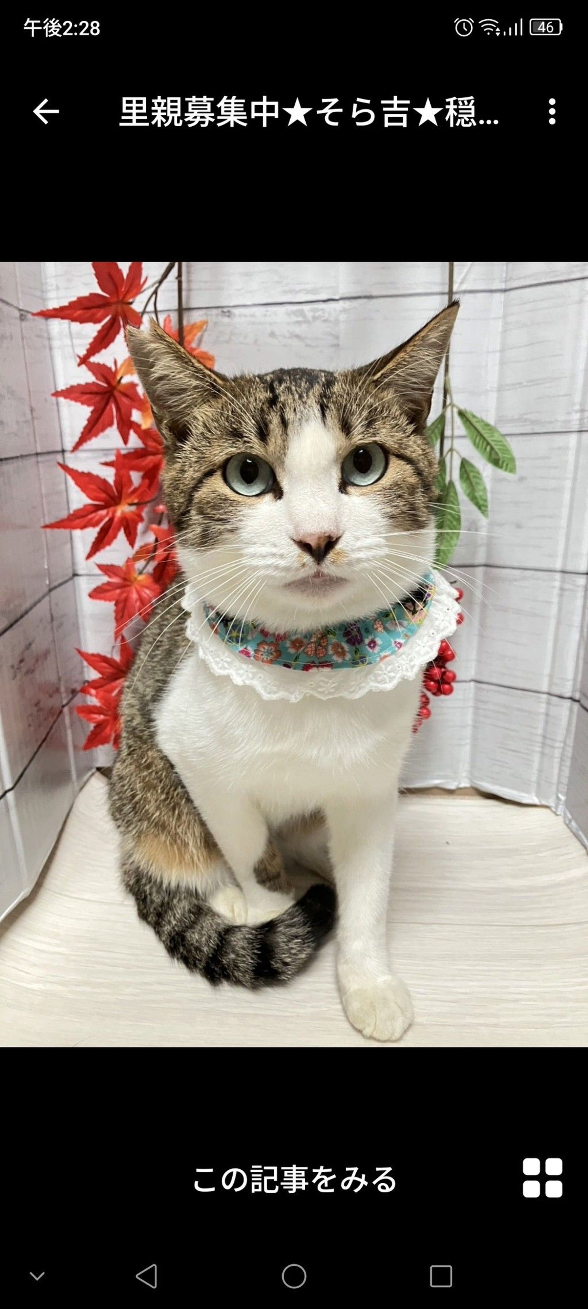雑種（ミックス猫）・オスの里親募集の写真