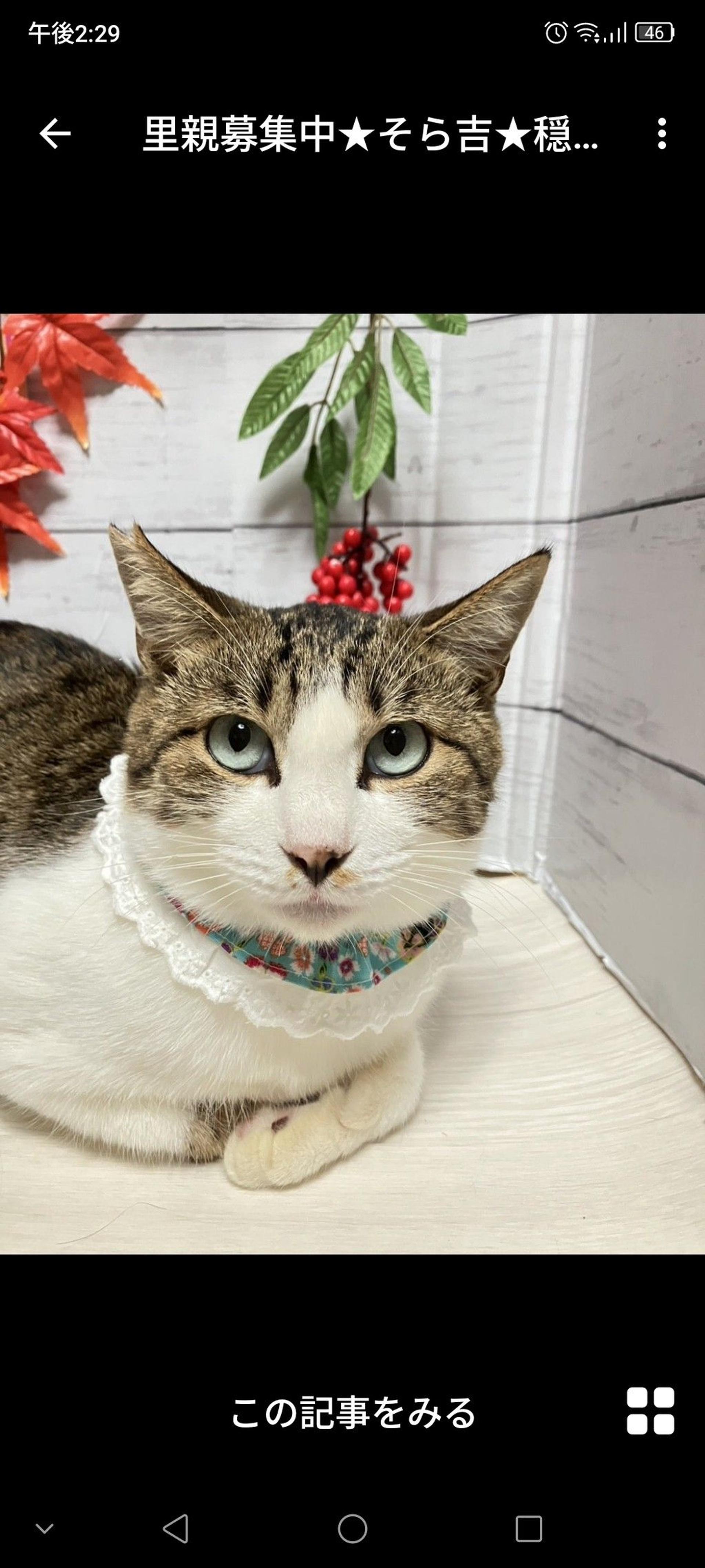pet-image-3