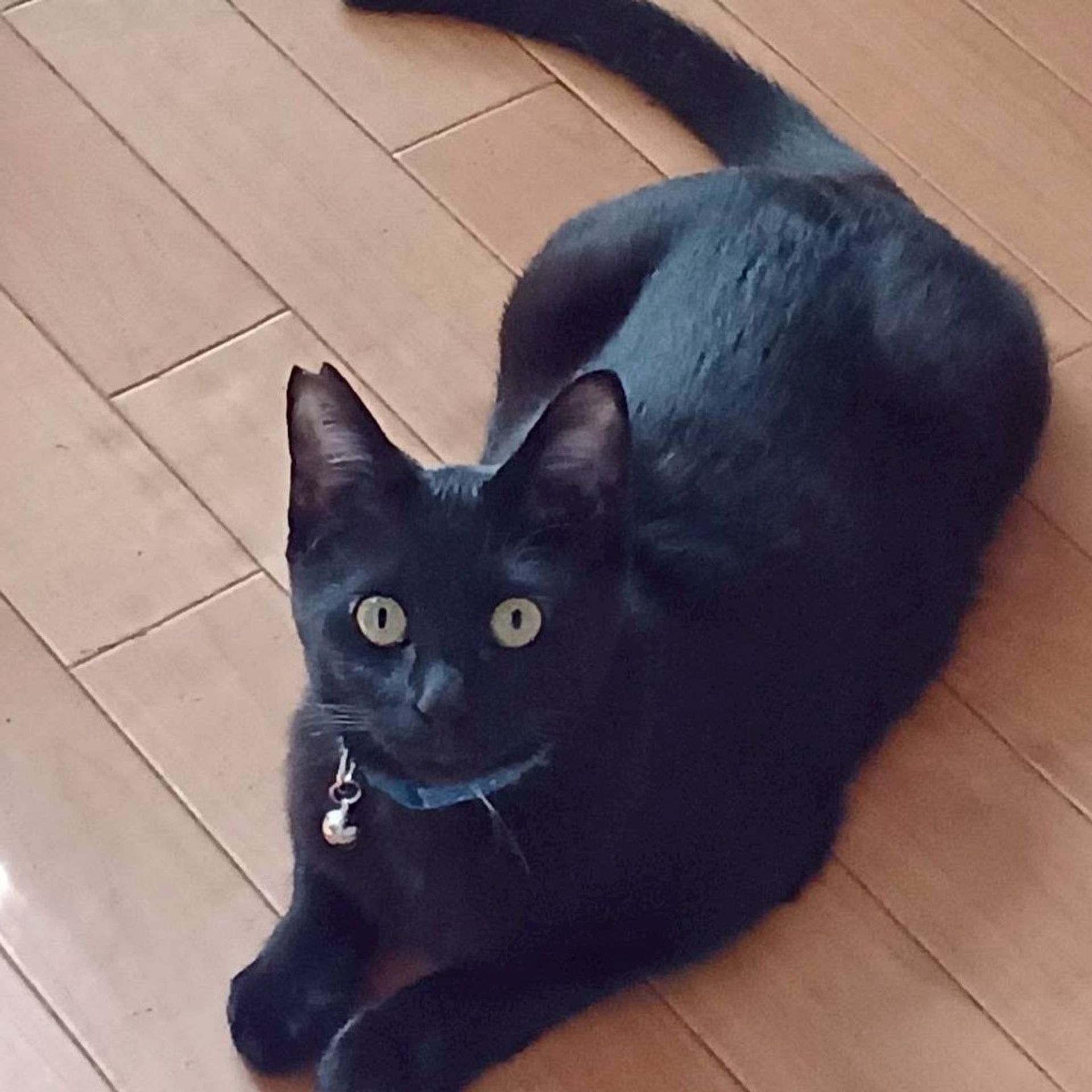 雑種（ミックス猫）・オスの里親募集の写真