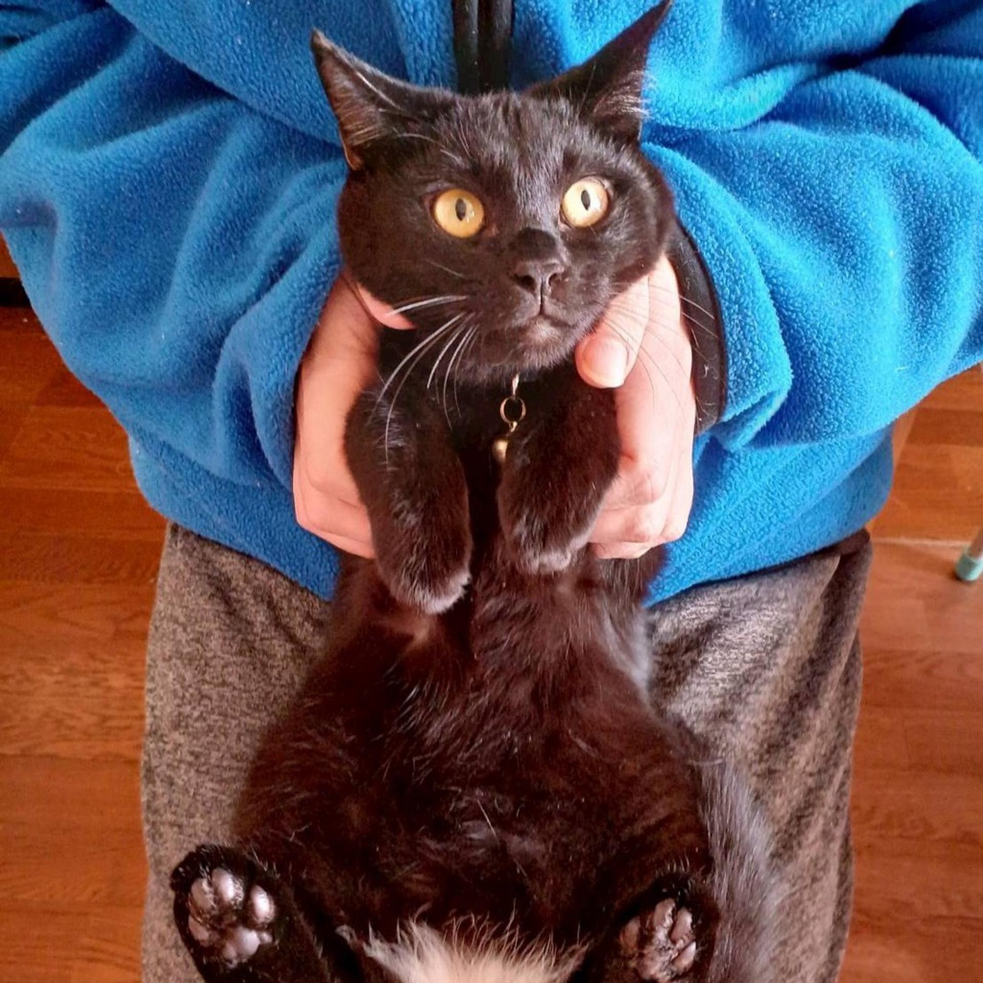 pet-image-2