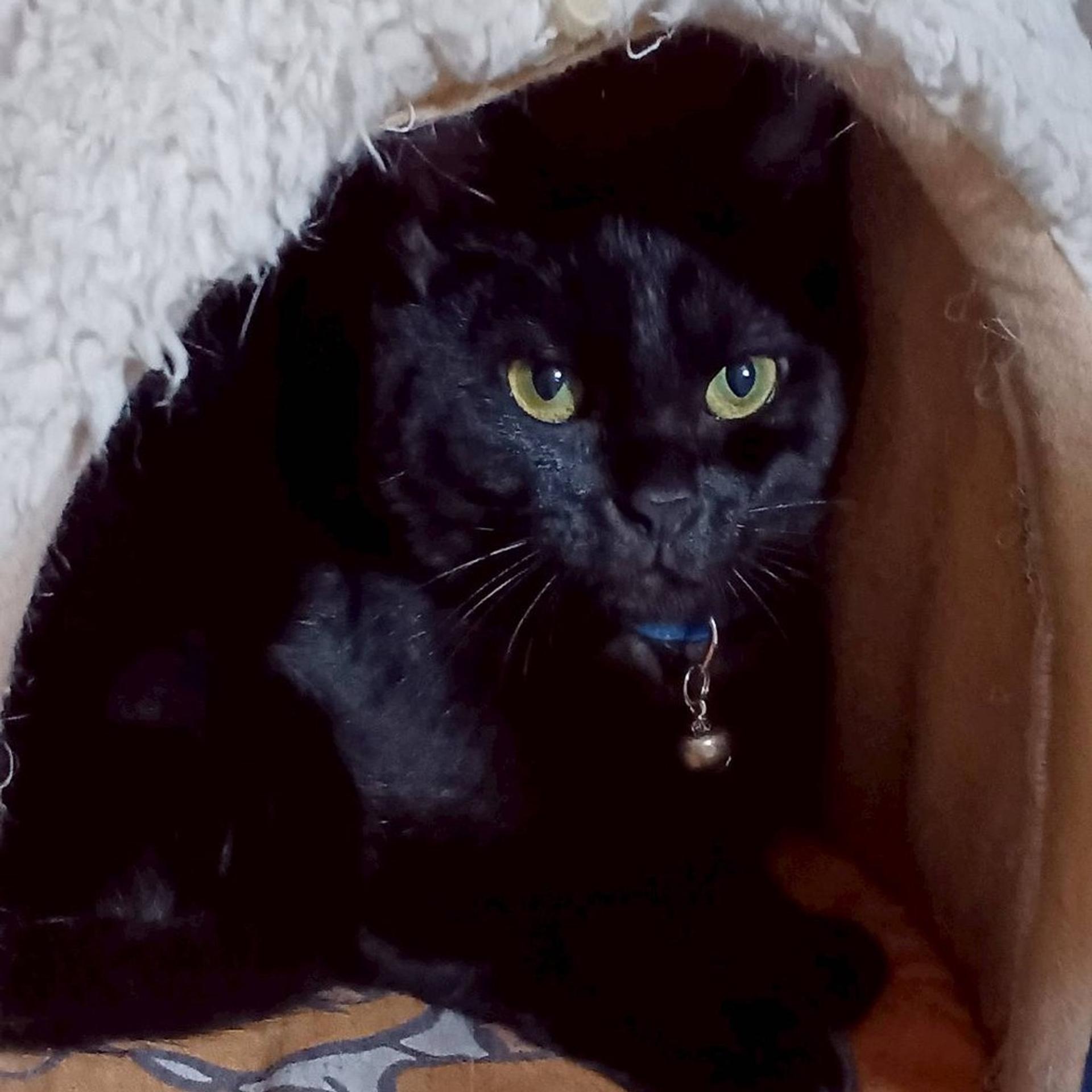 pet-image-3