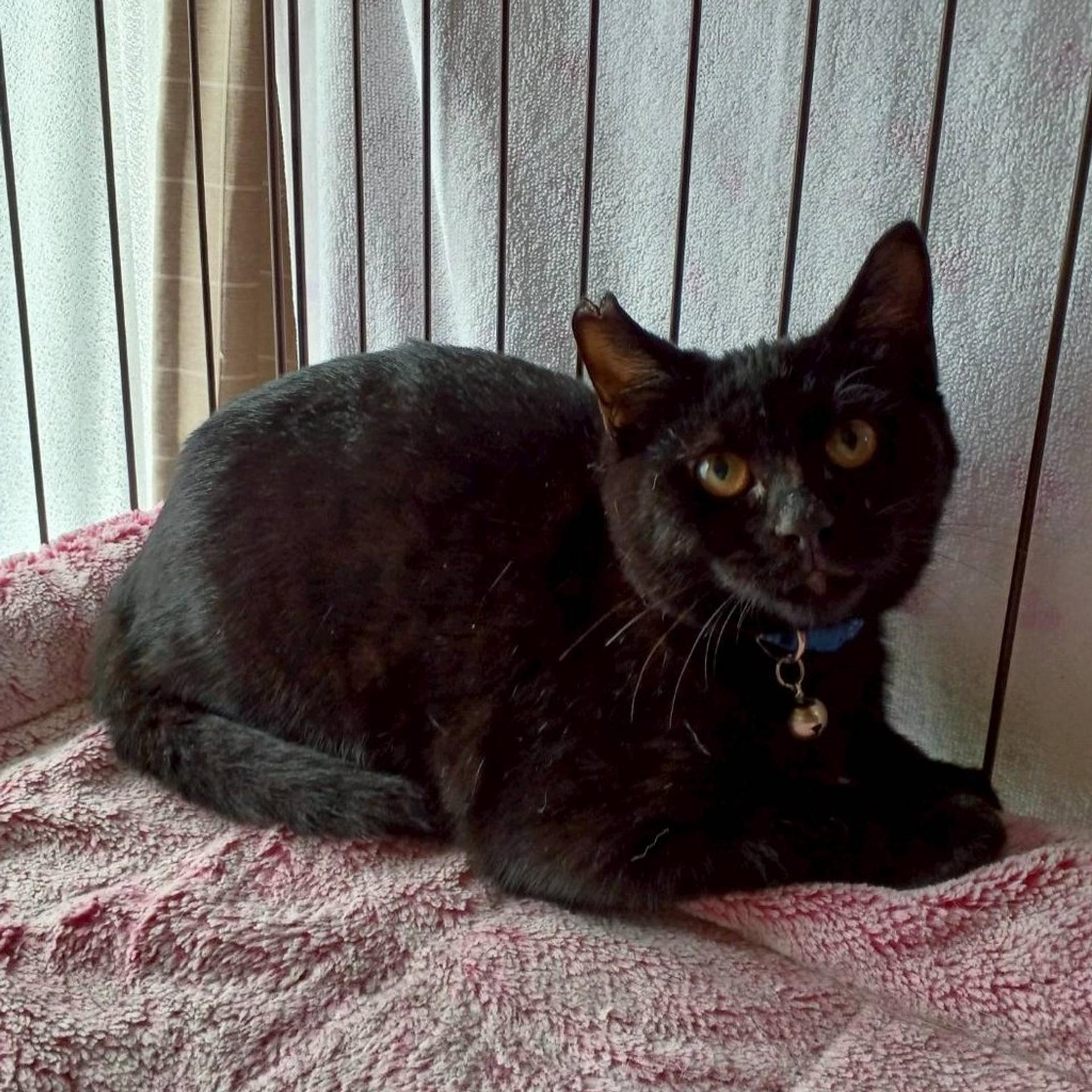 pet-image-4
