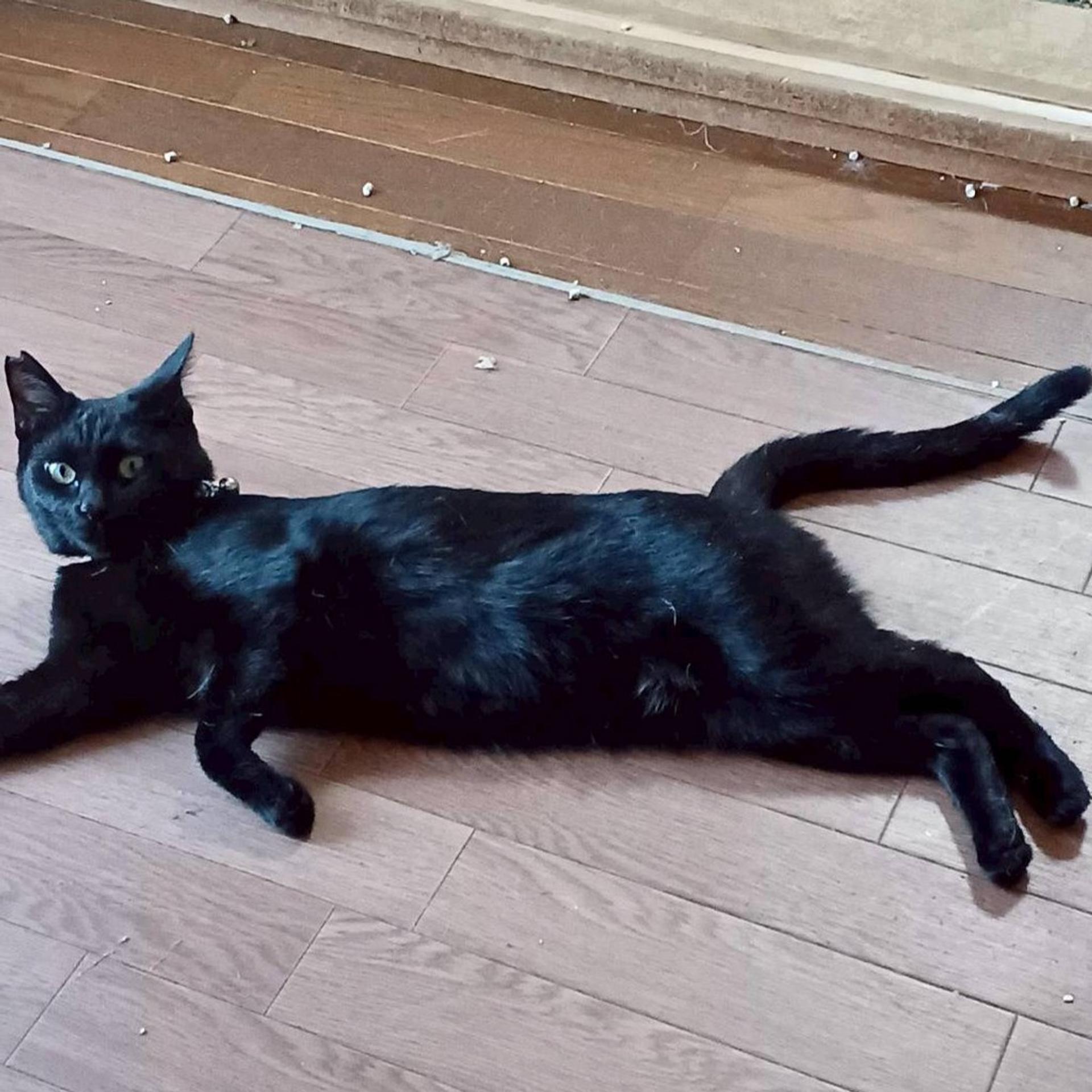 pet-image-5