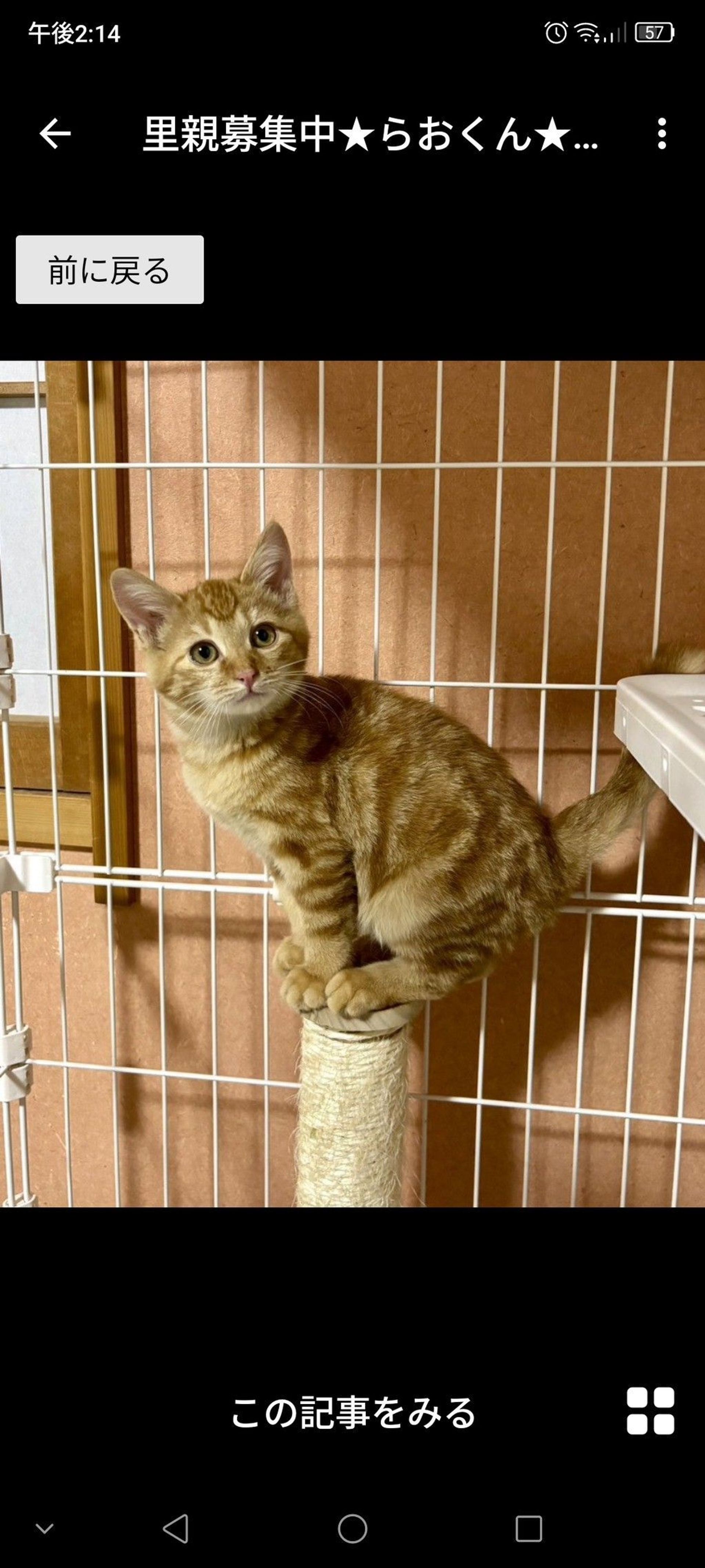 雑種（ミックス猫）・オスの里親募集の写真