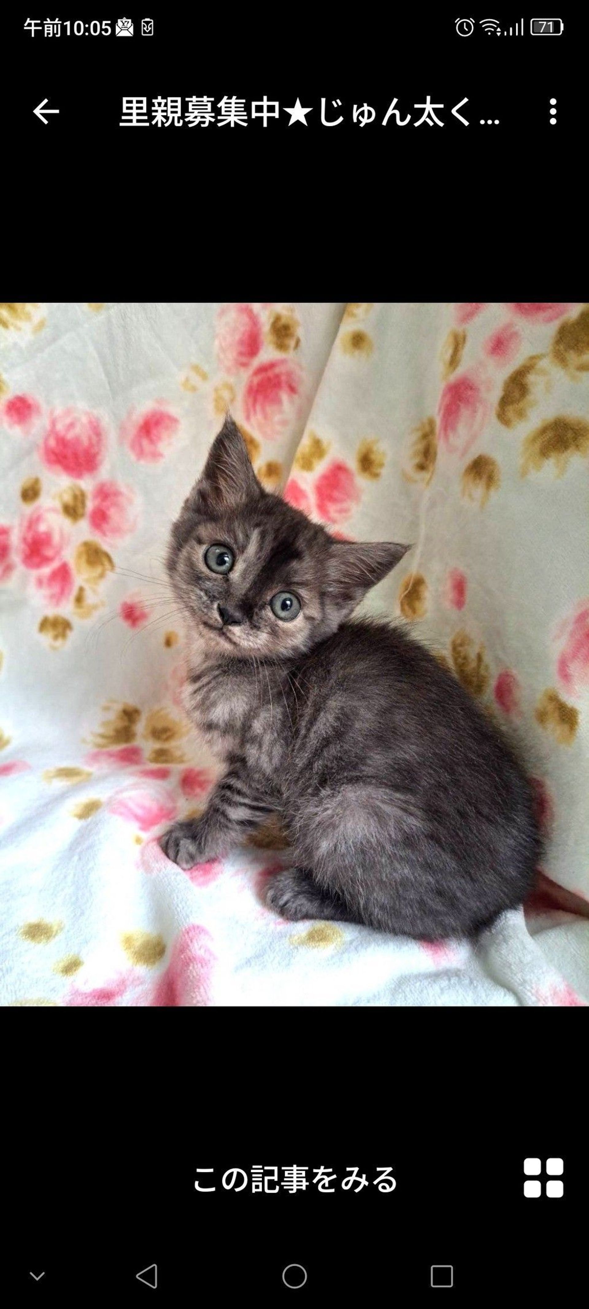 雑種（ミックス猫）・オスの里親募集の写真