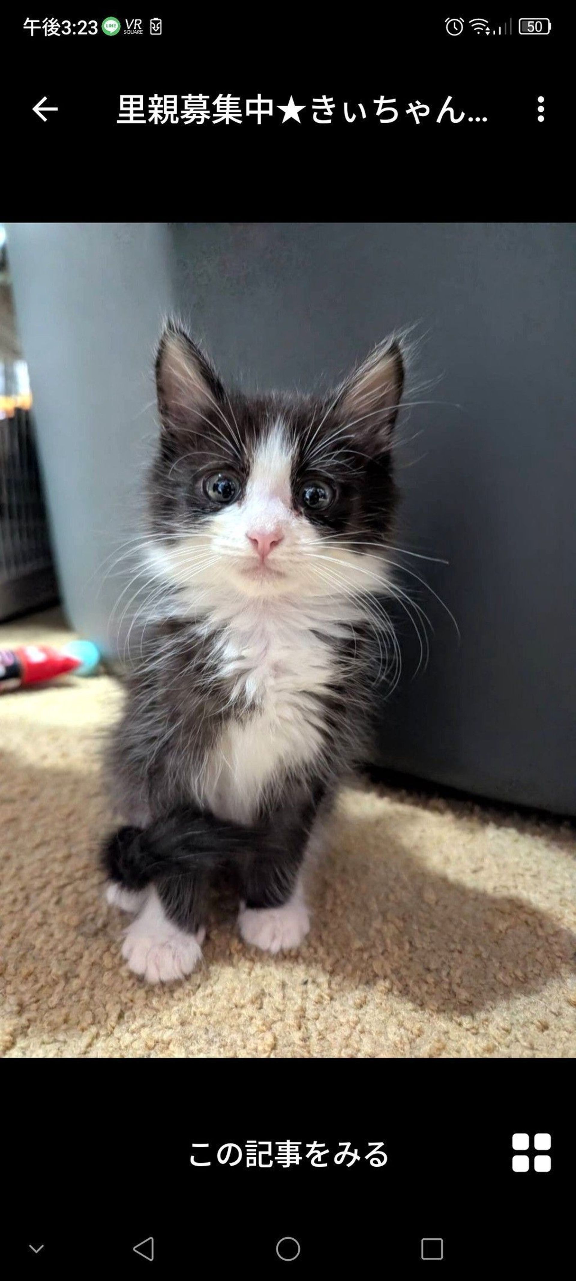 雑種（ミックス猫）・メスの里親募集の写真