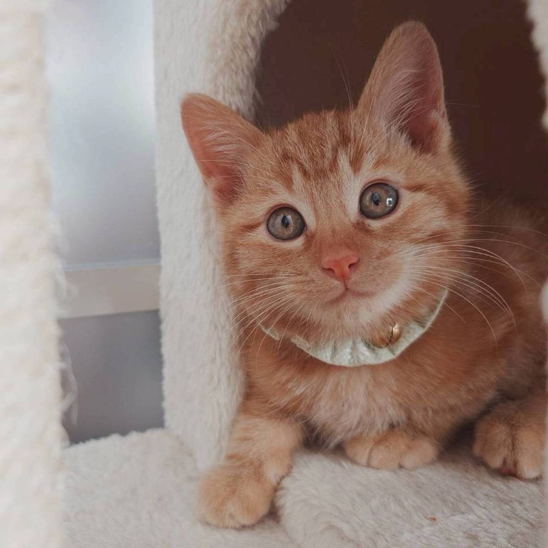 雑種（ミックス猫）・オスの里親募集の写真
