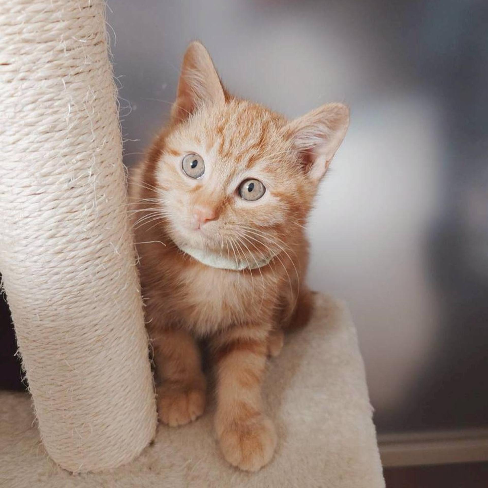 pet-image-2