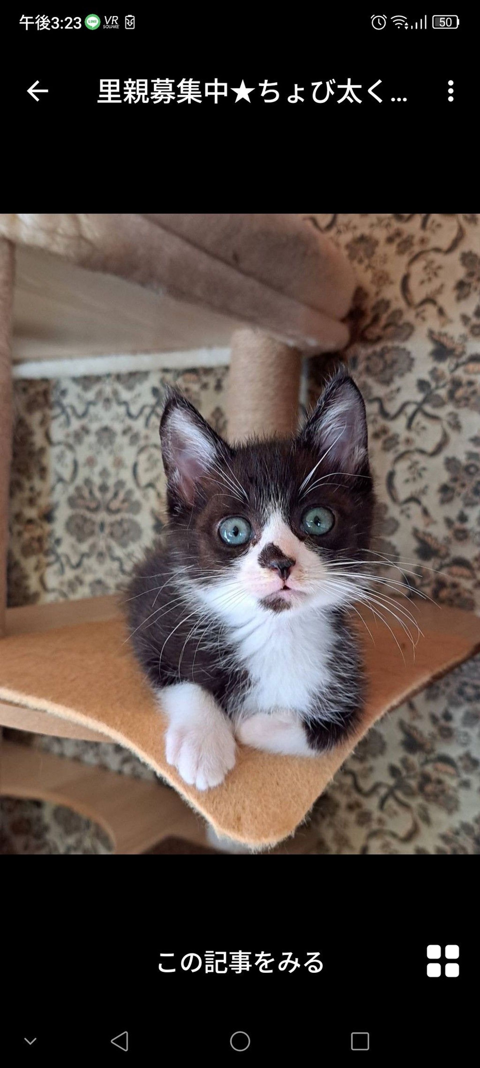 雑種（ミックス猫）・オスの里親募集の写真
