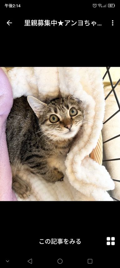 雑種（ミックス猫）・メスの里親募集の写真