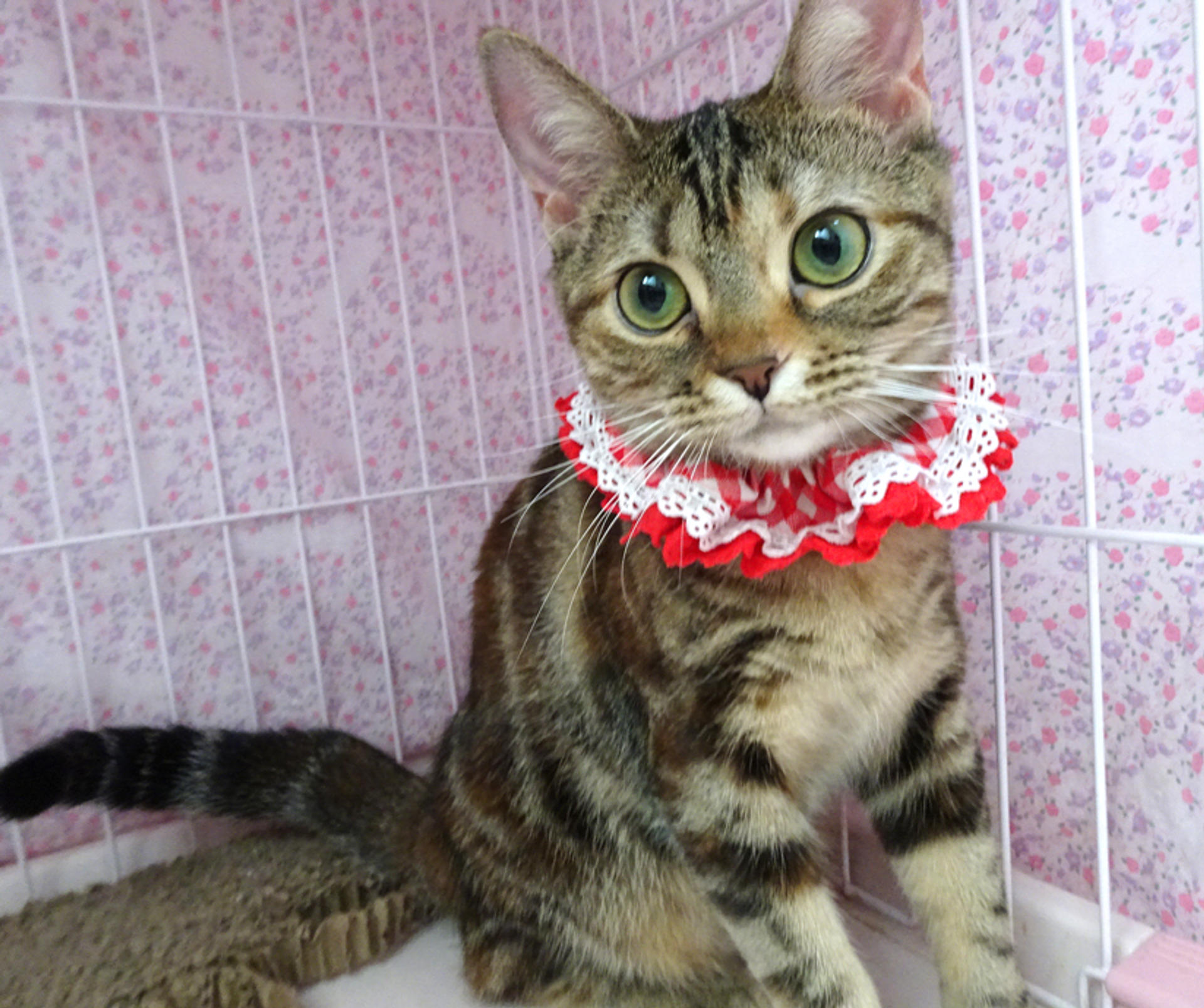 pet-image-4