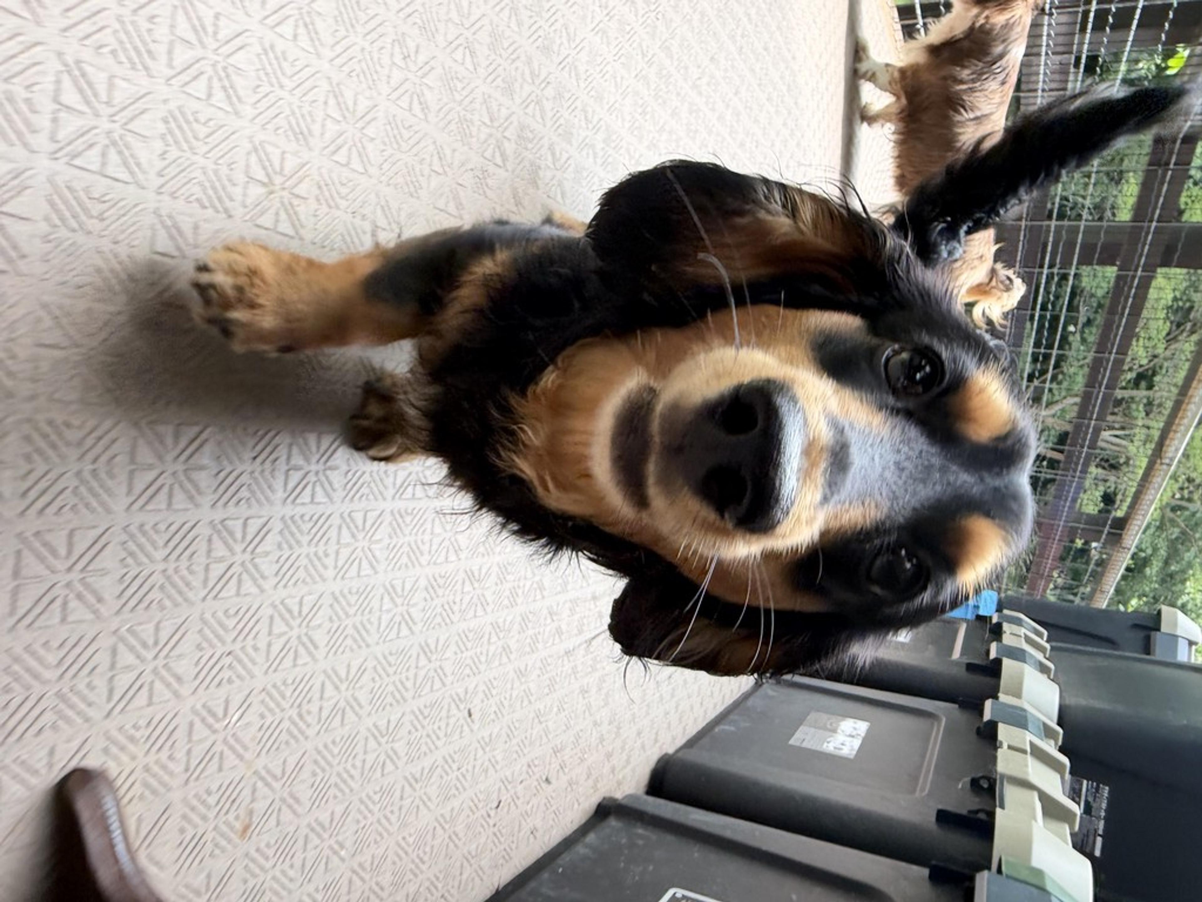 pet-image-2