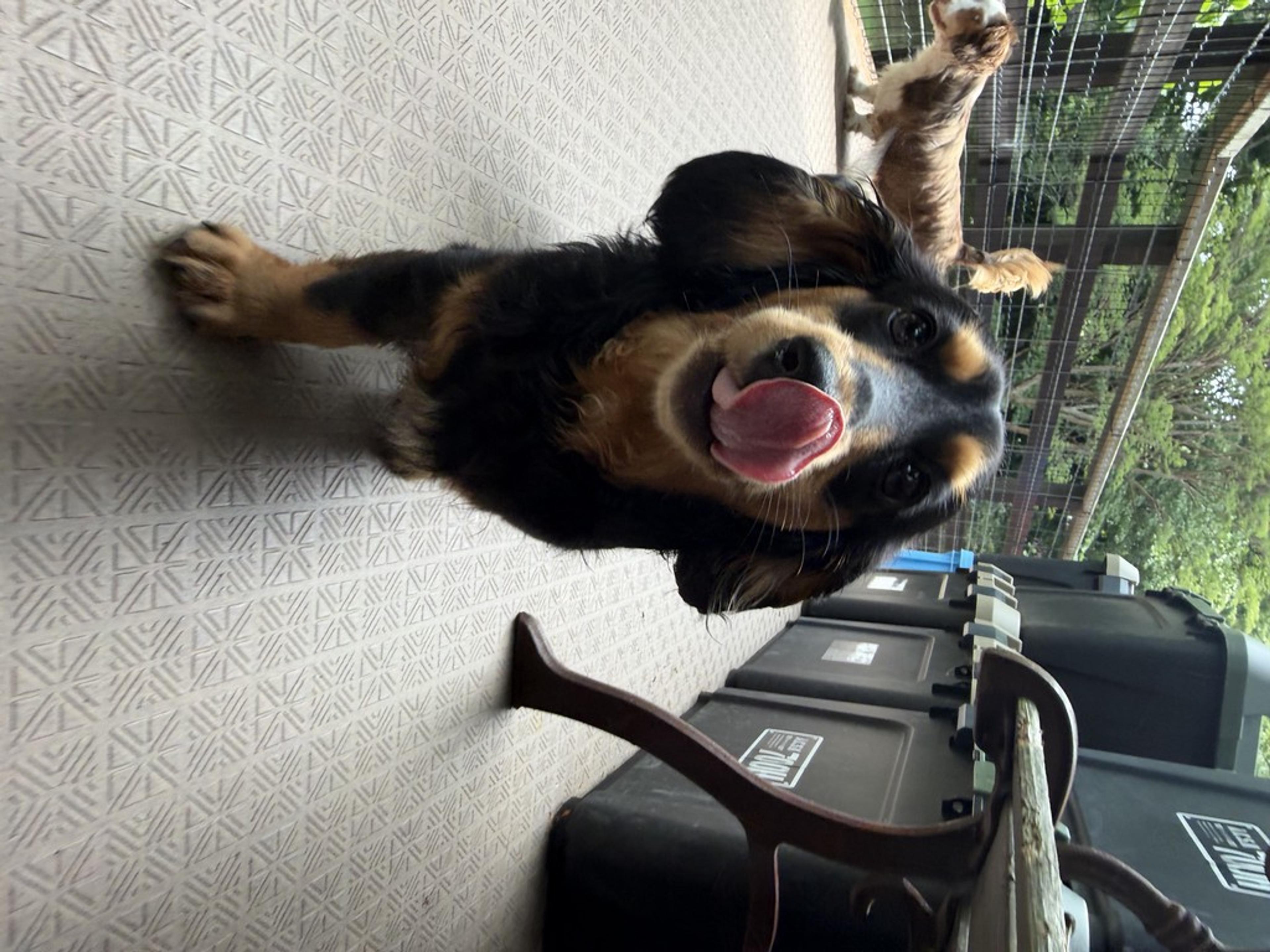 pet-image-3