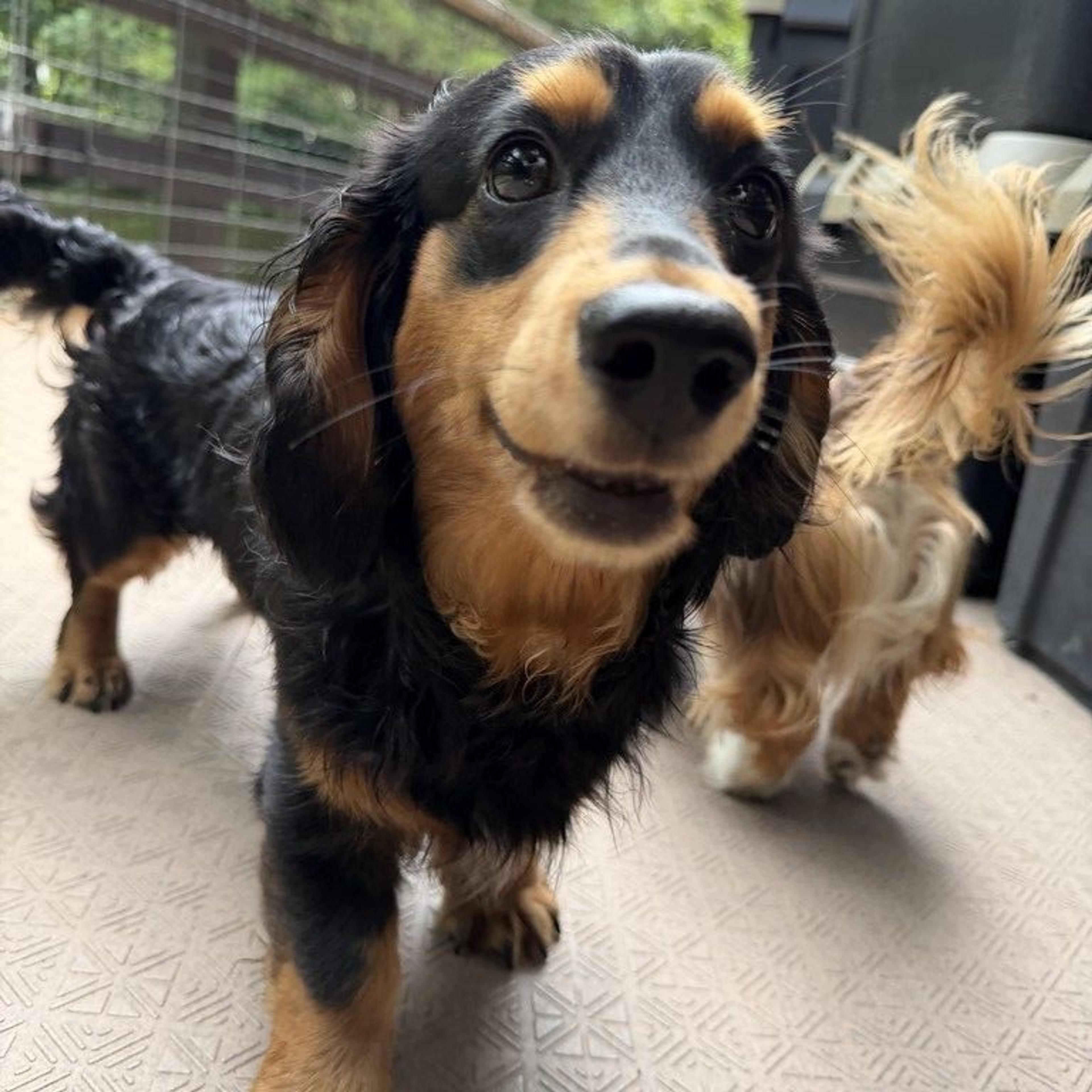 pet-image-2