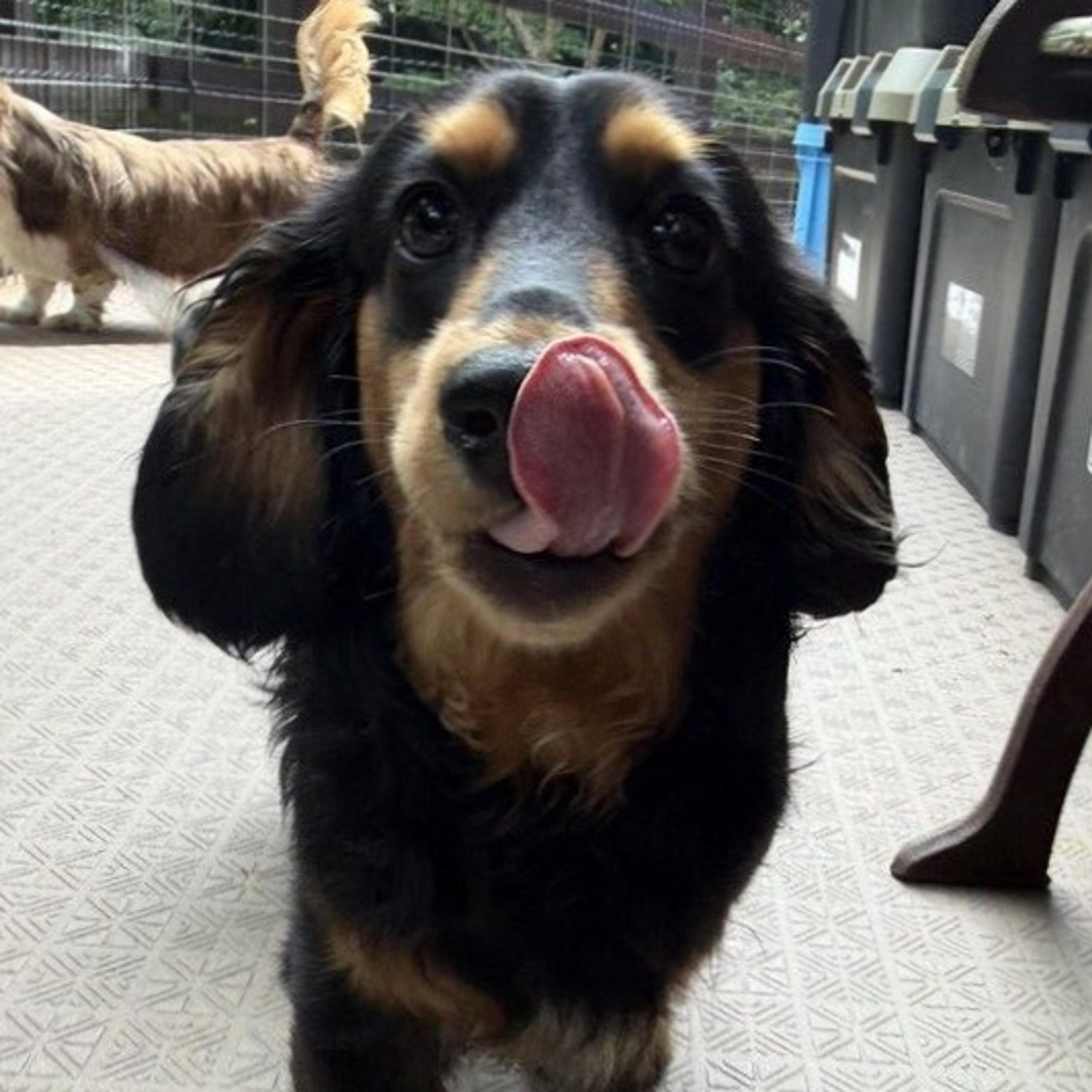 pet-image-3