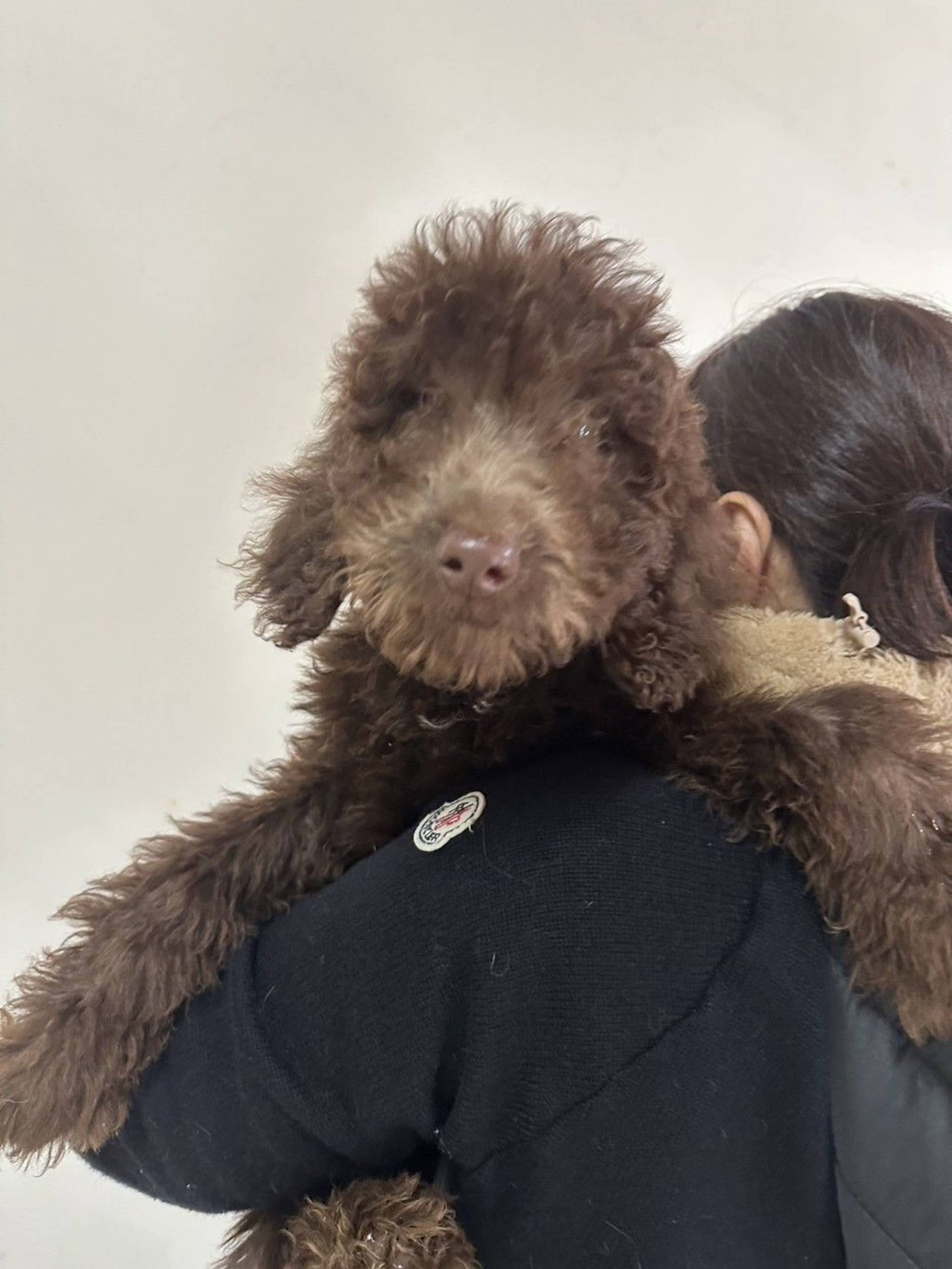 雑種（ミックス犬）・メスの里親募集の写真