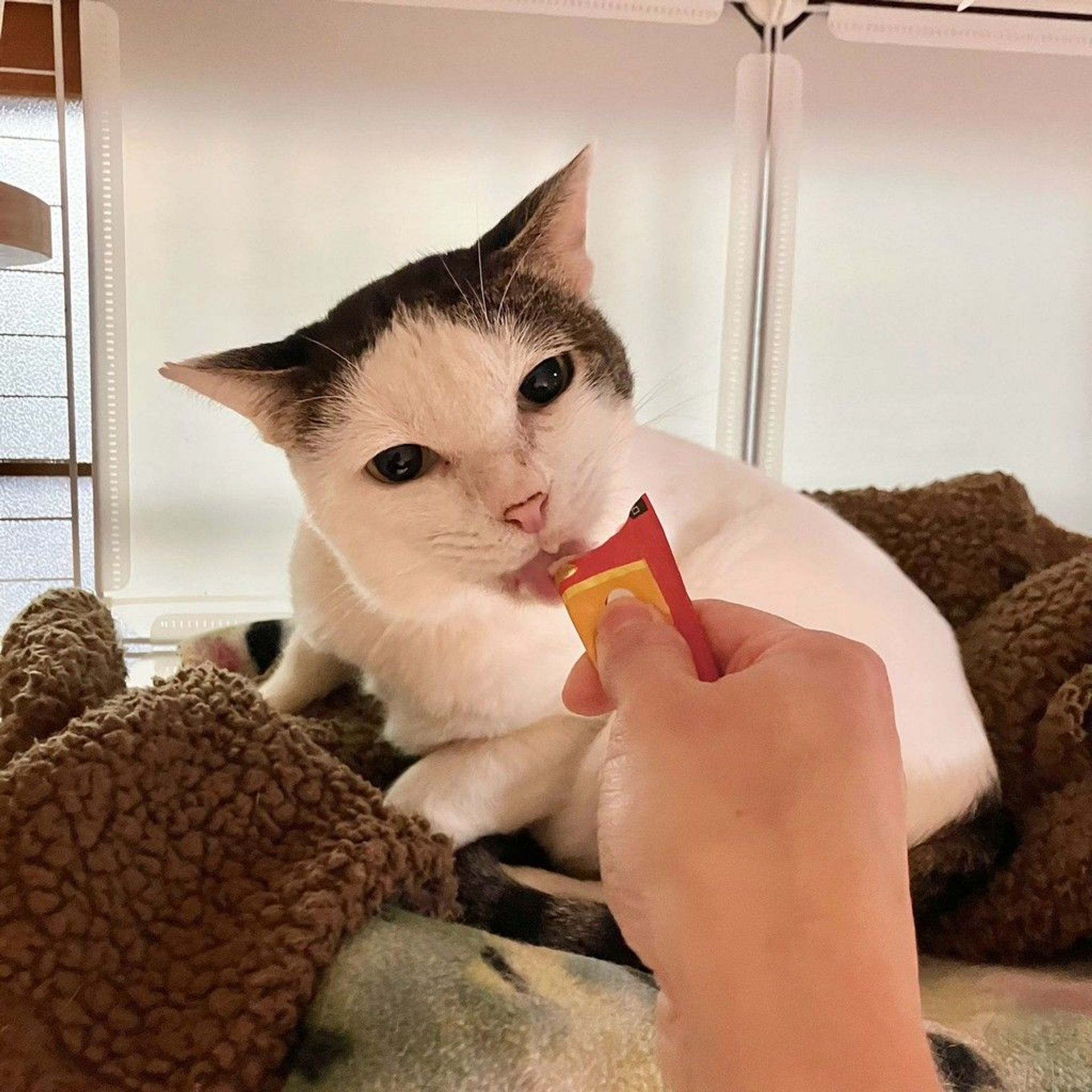 雑種（ミックス猫）・オスの里親募集の写真