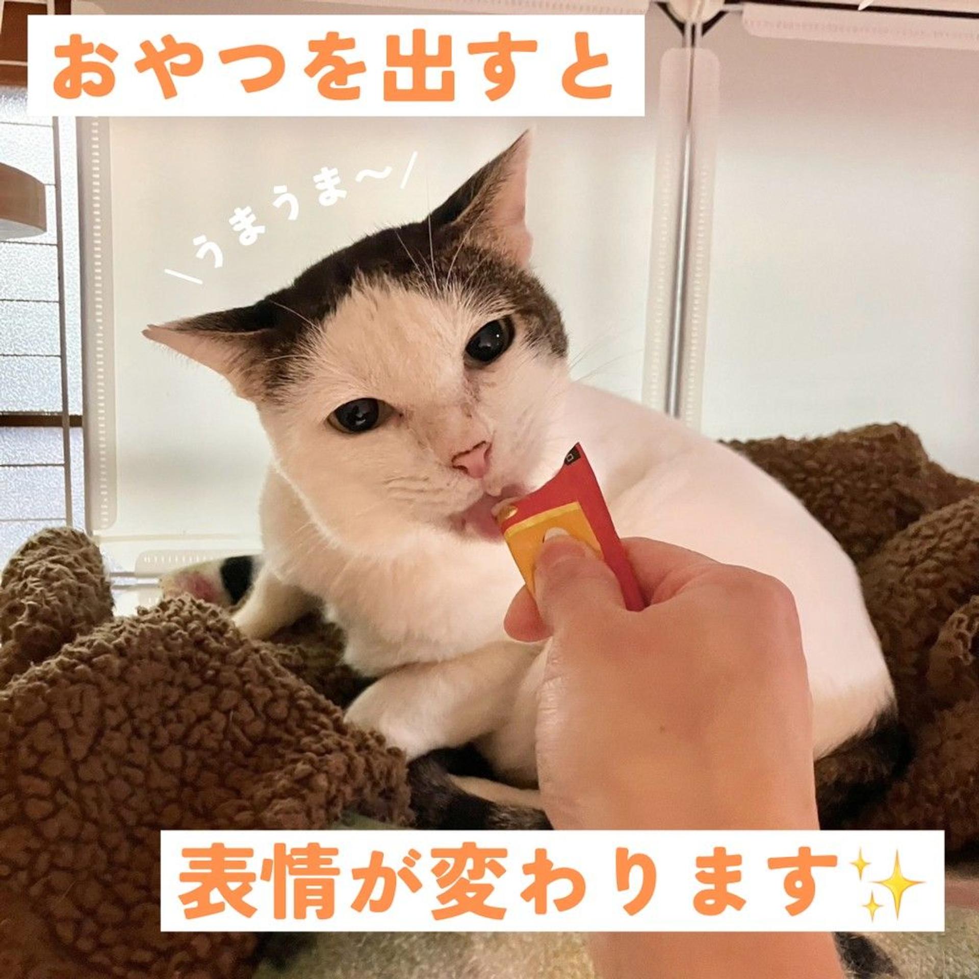 pet-image-4