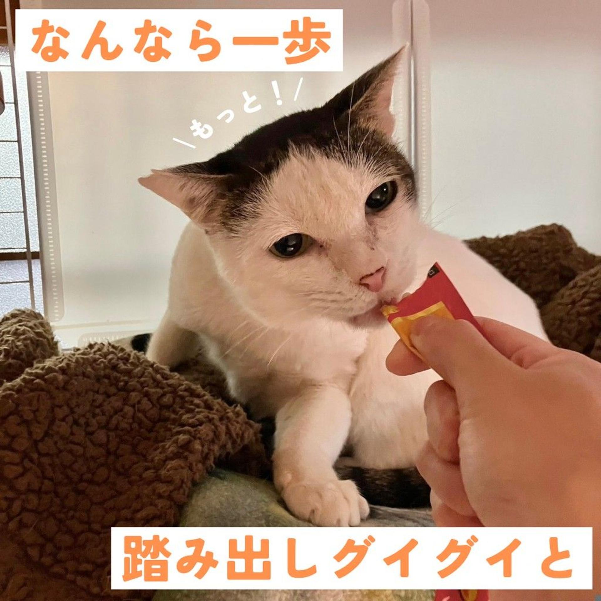 pet-image-5