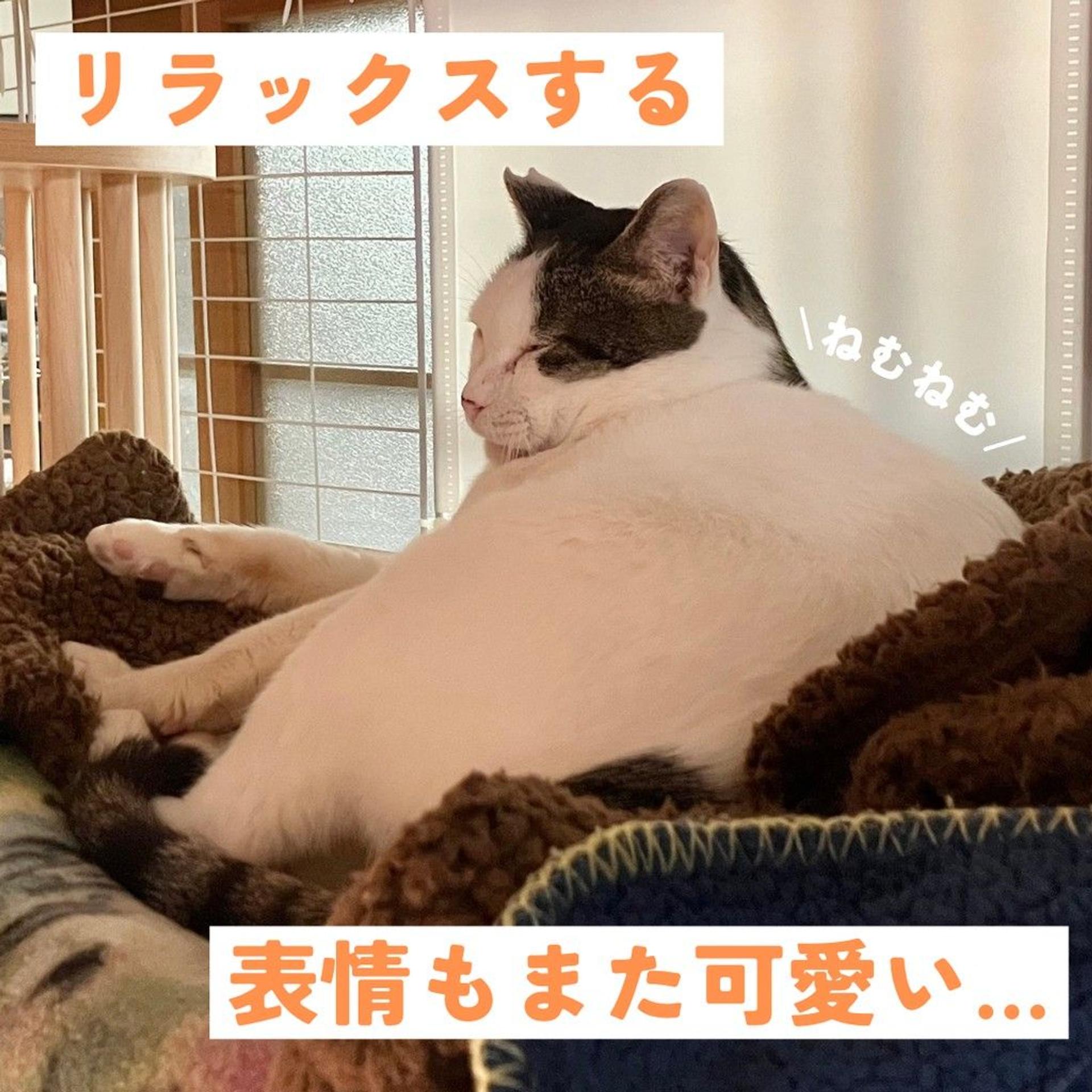 pet-image-6