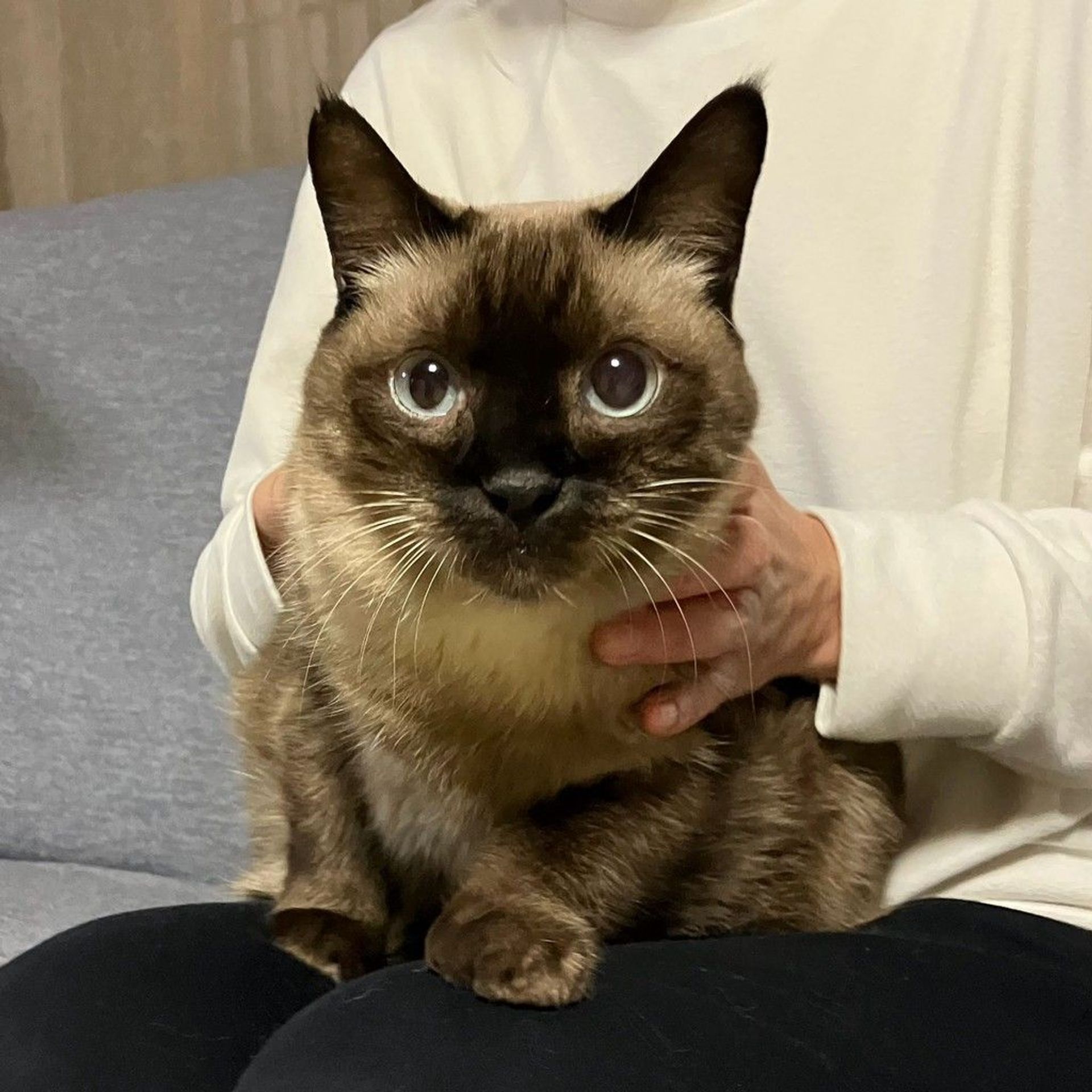 雑種（ミックス猫）・メスの里親募集の写真
