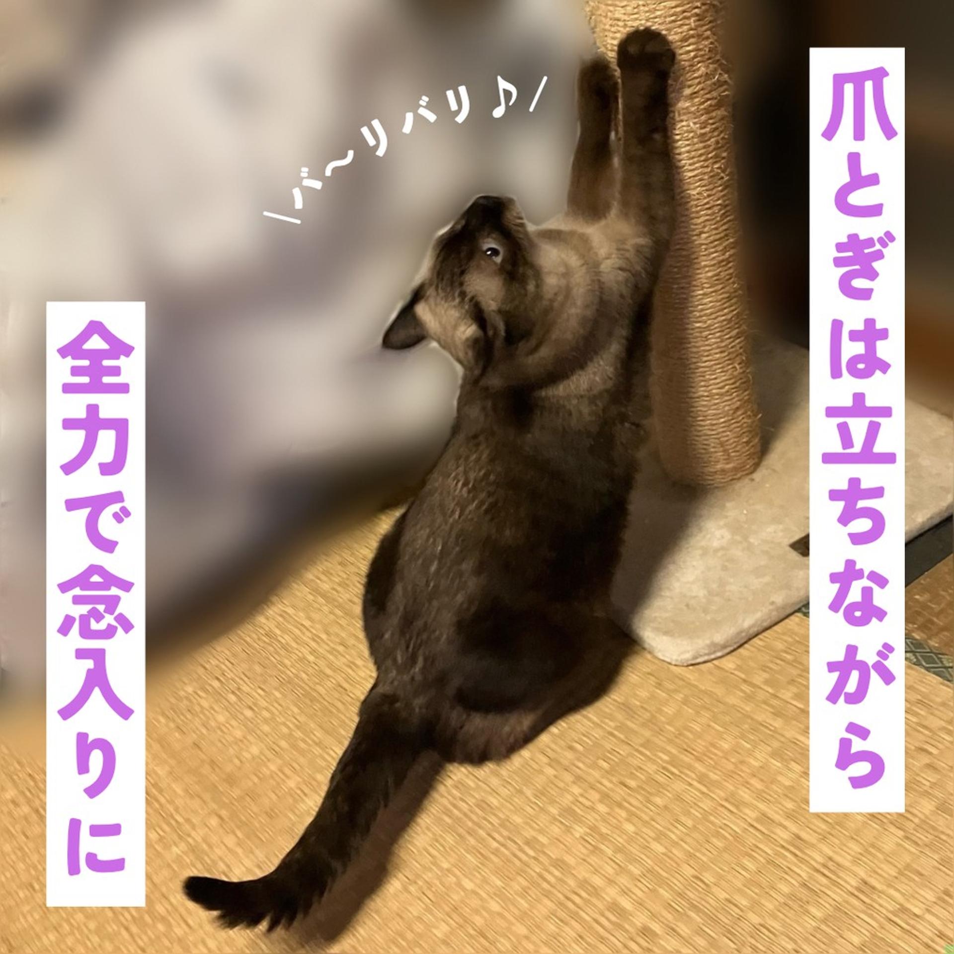 pet-image-6