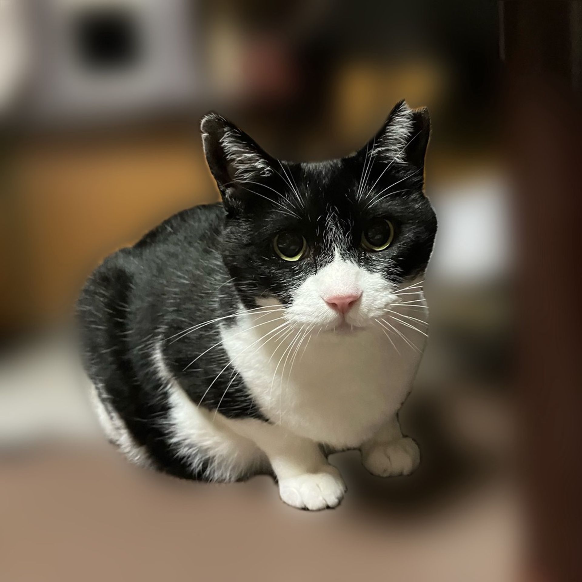 雑種（ミックス猫）・メスの里親募集の写真