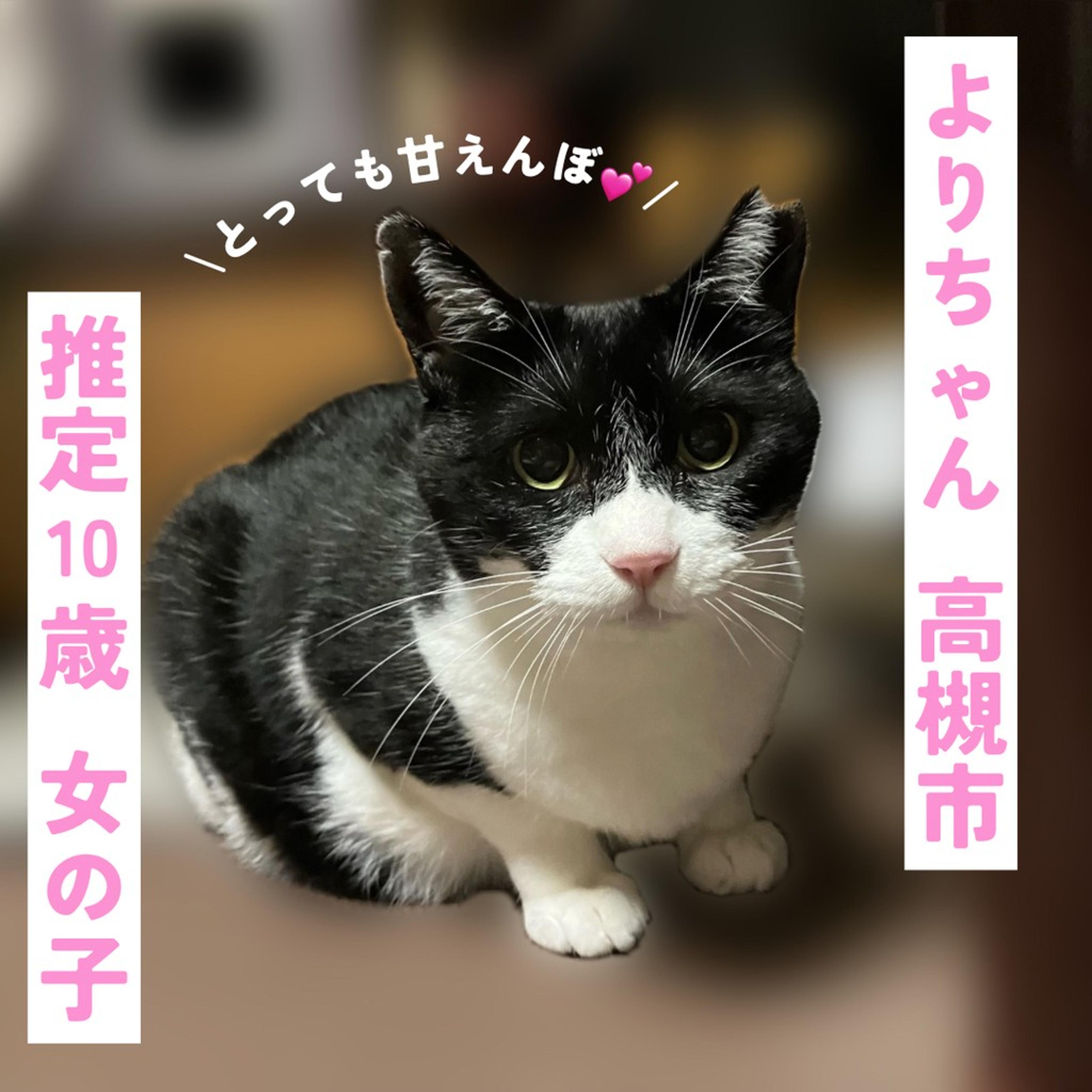 pet-image-2