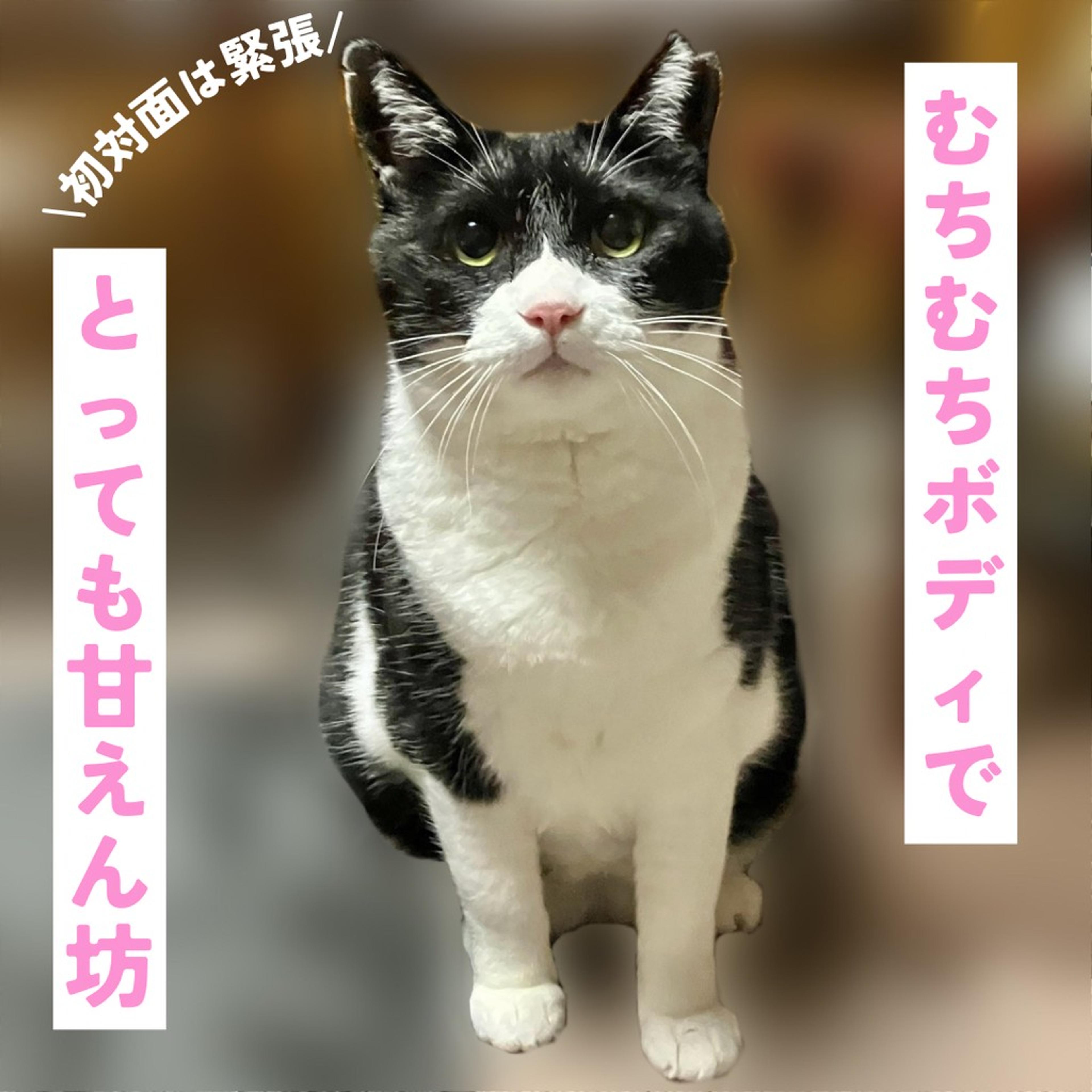 pet-image-3