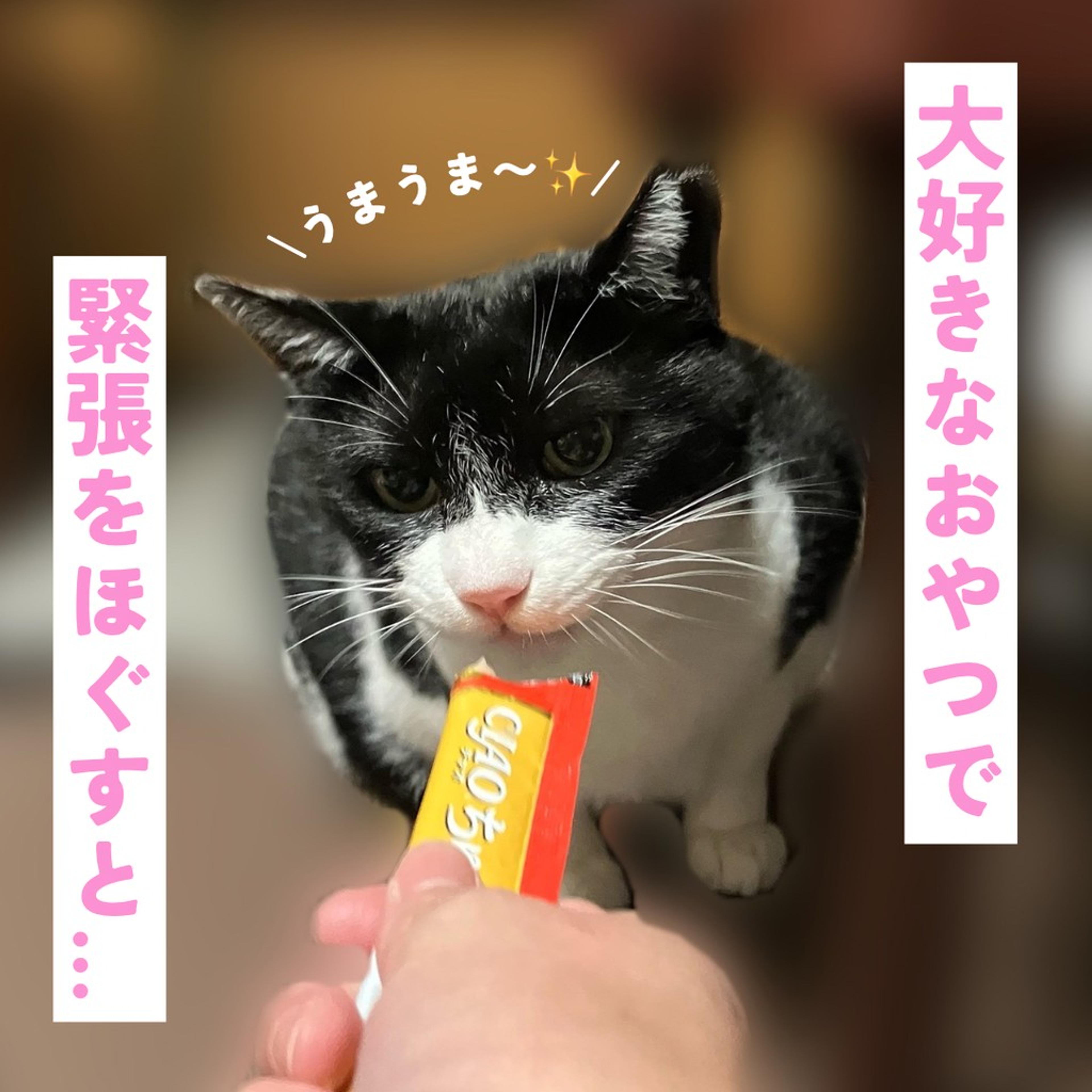 pet-image-4