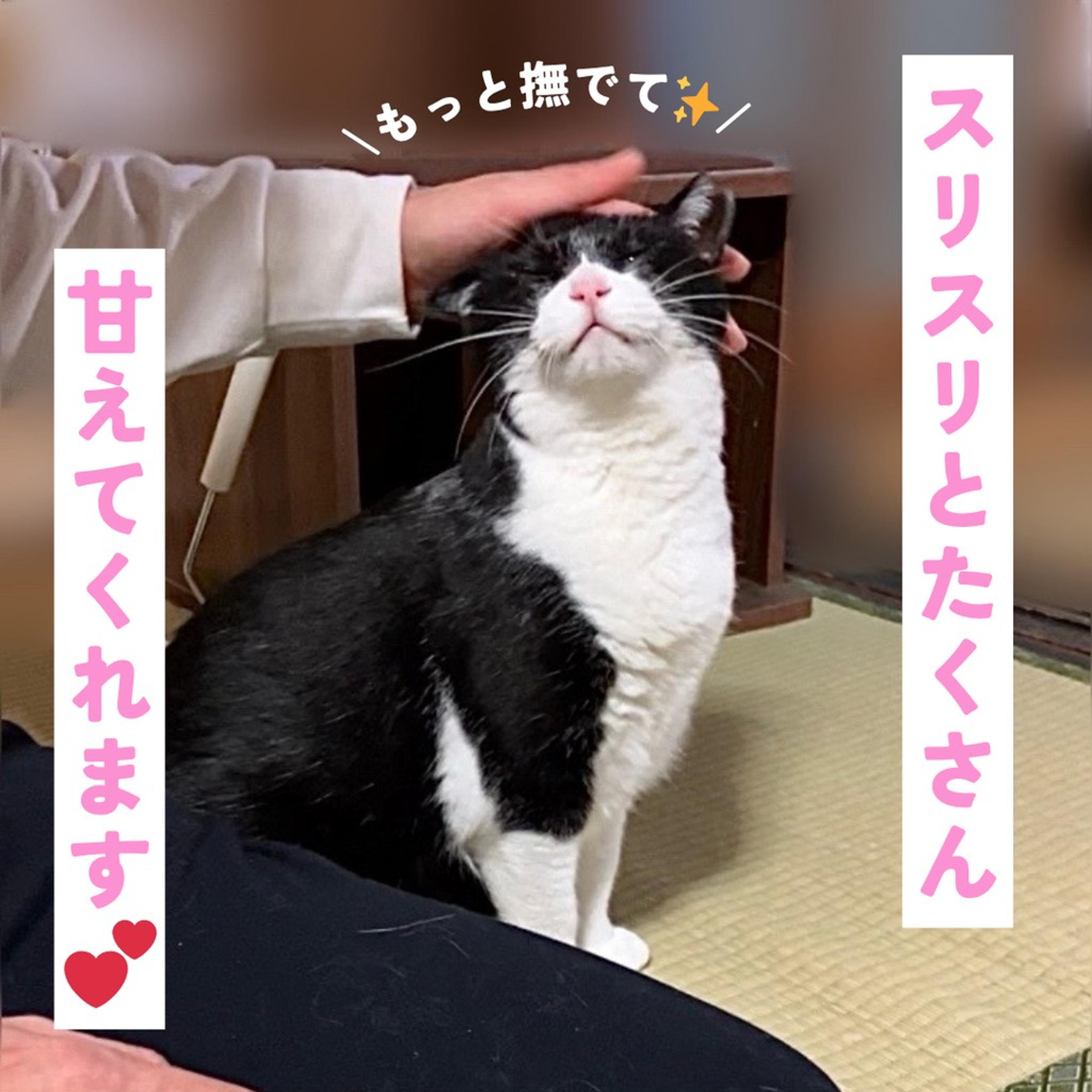 pet-image-5
