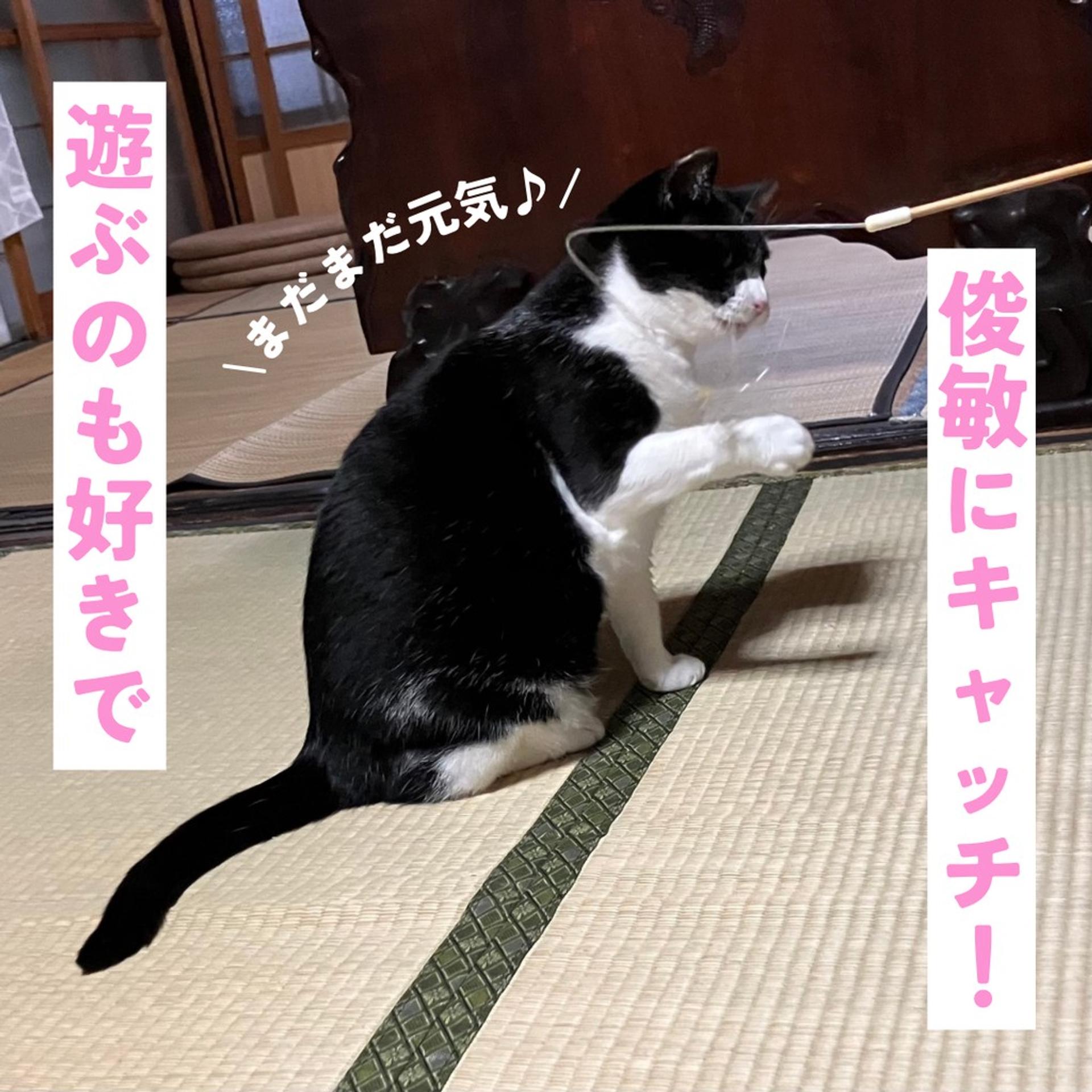 pet-image-6