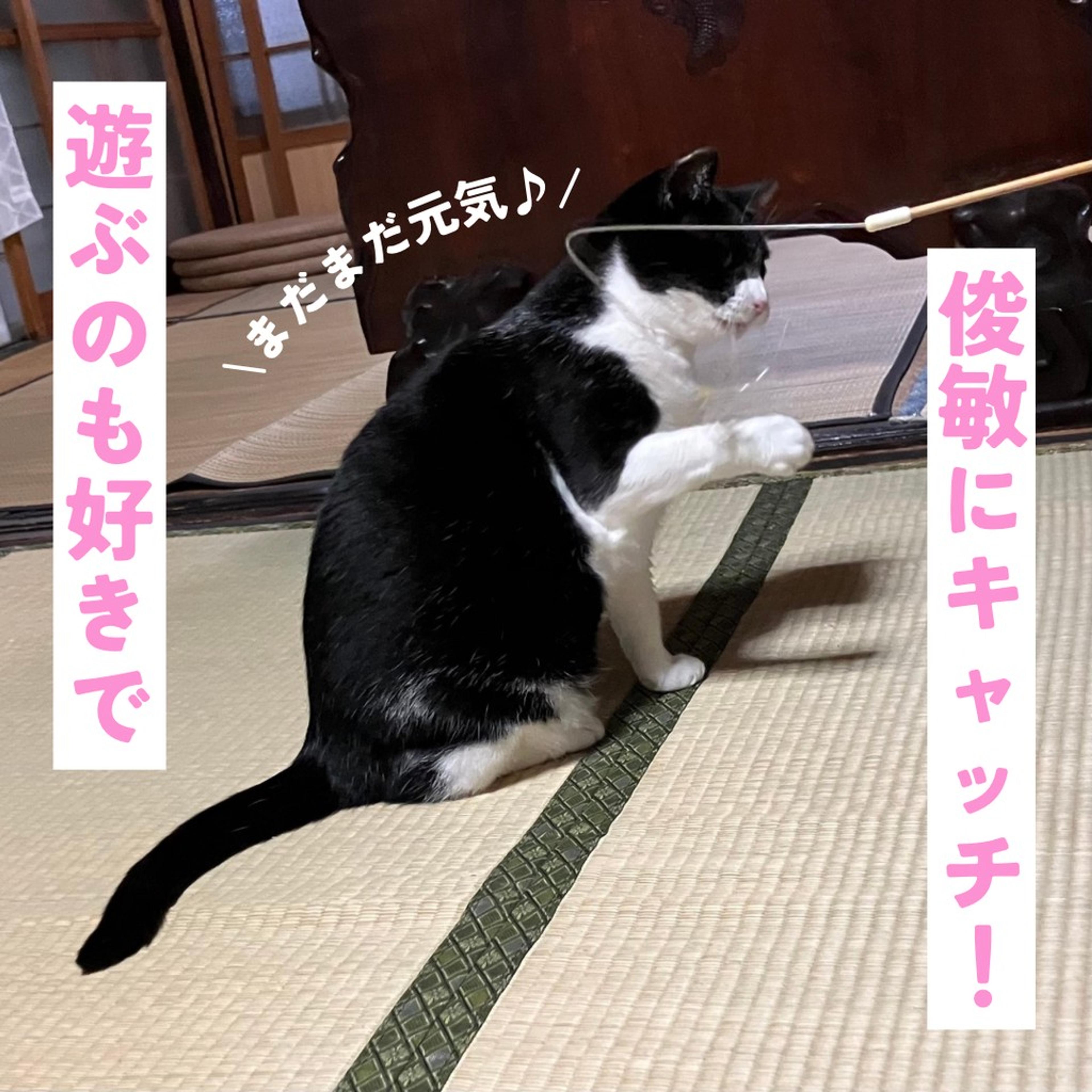 pet-image-6