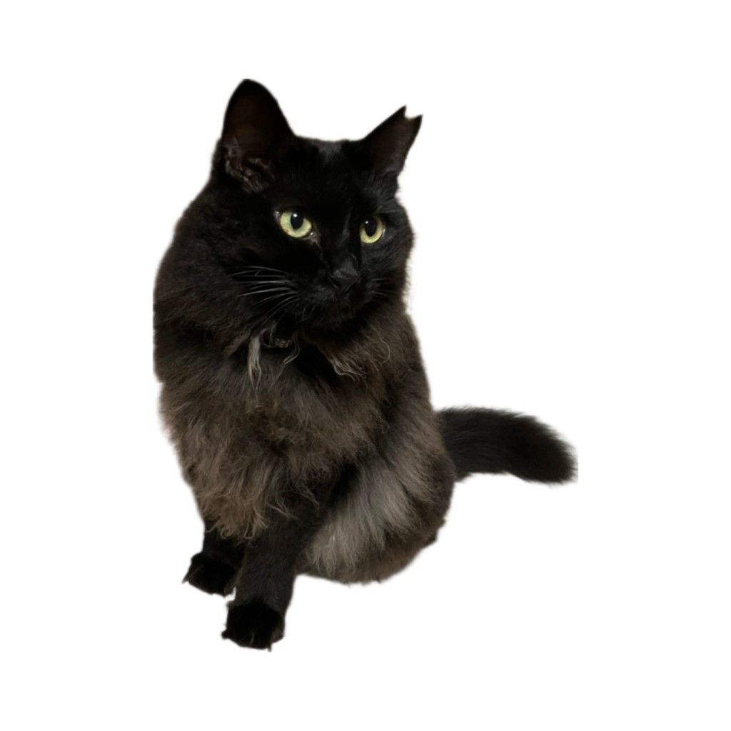 ふわふわ気高き黒長毛絆ちゃん【門真市】 | 雑種（ミックス猫） | ねこ