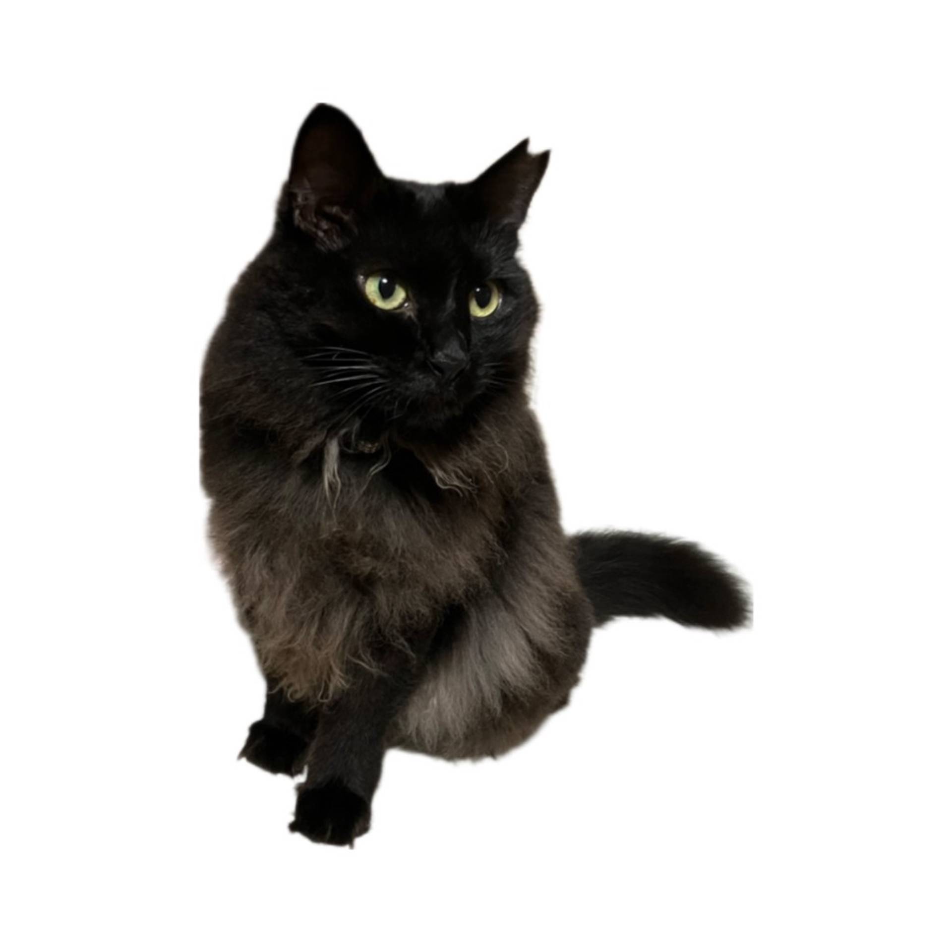 雑種（ミックス猫）・メスの里親募集の写真